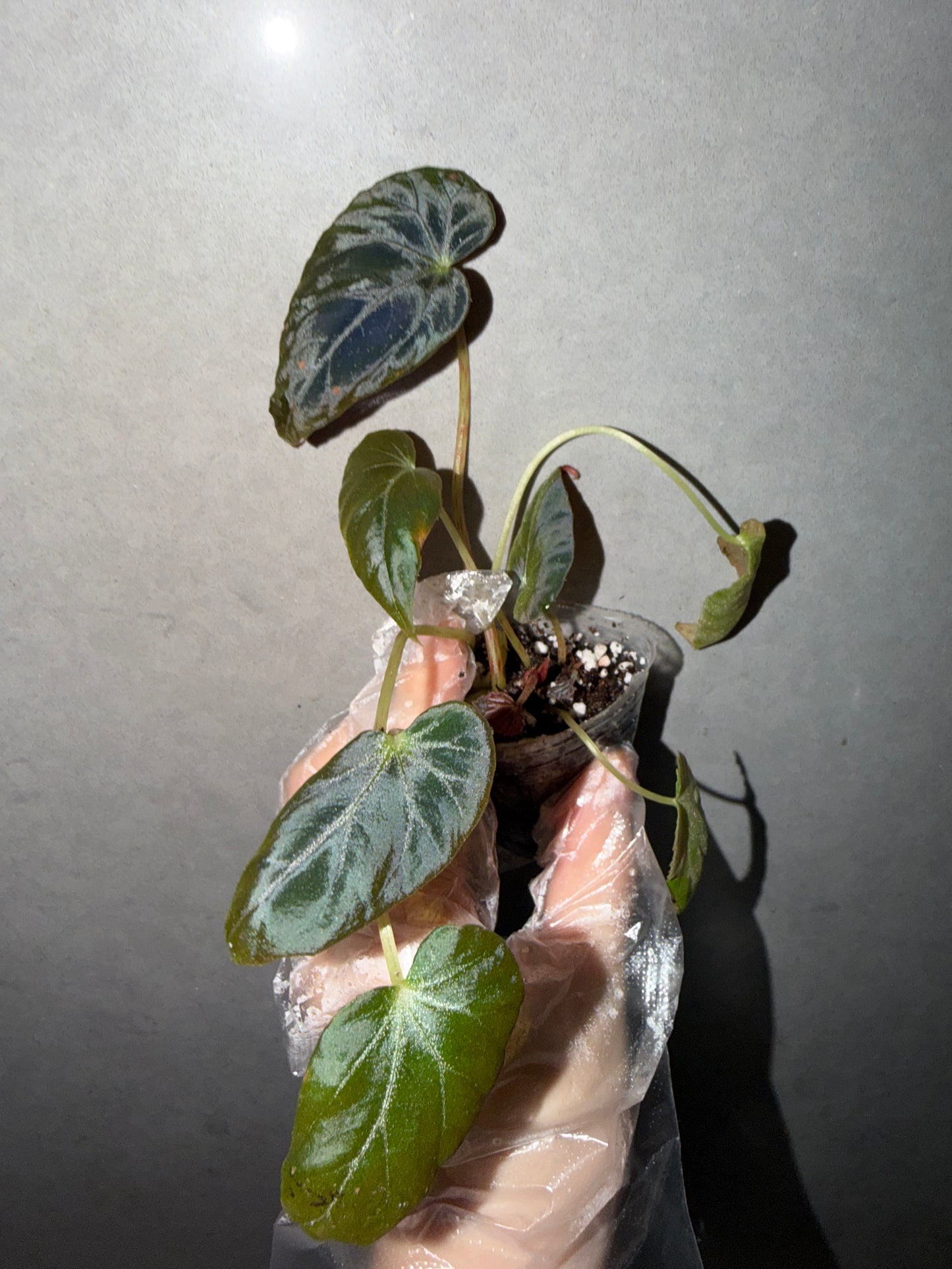 🌿 Begonia burkillii Black Form