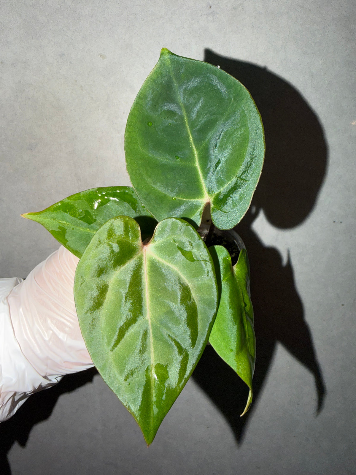 🌿 Anthurium Bvep × red Crystallinum * Kos