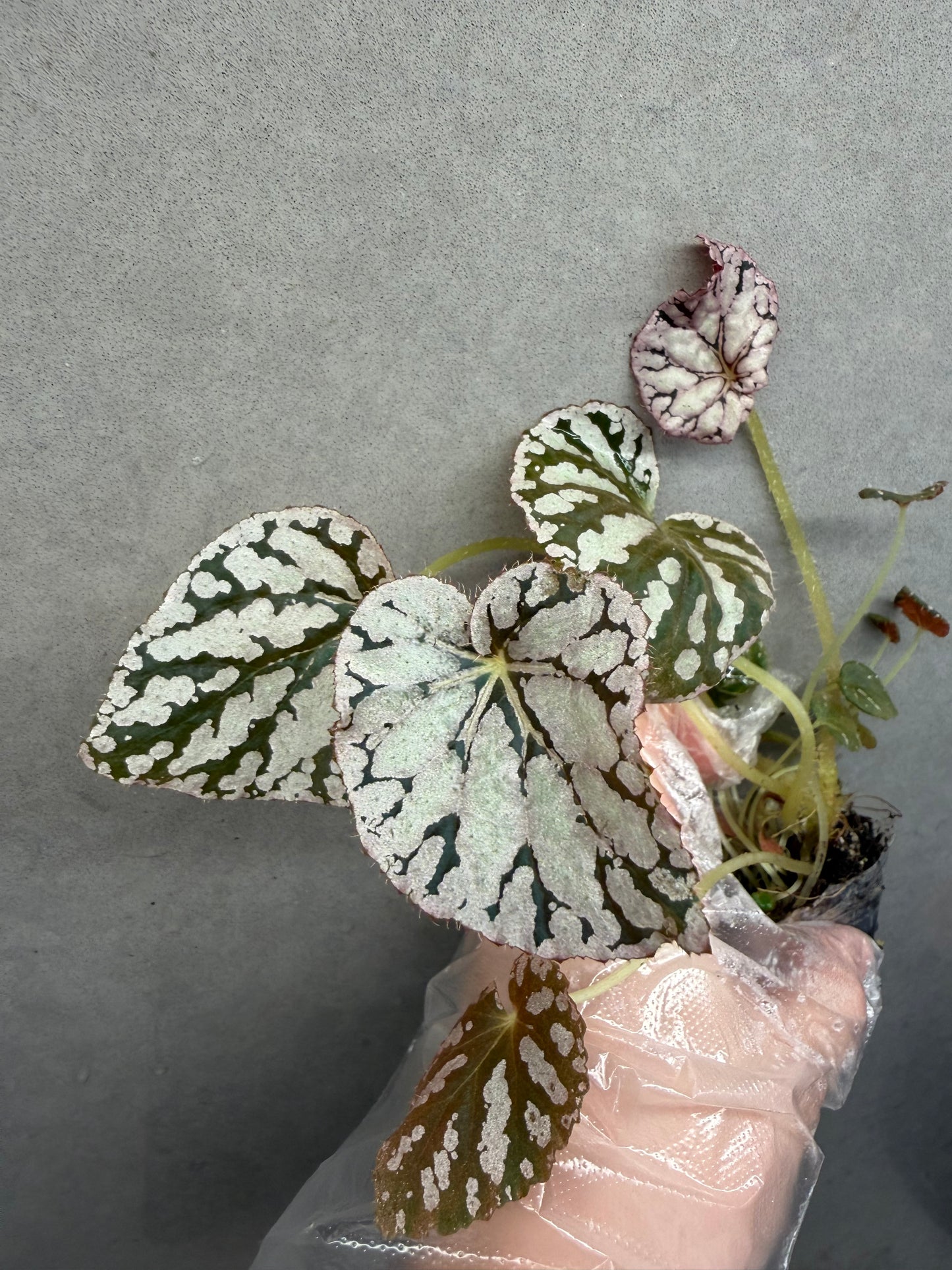 🪙Begonia 'Silver Dollar'