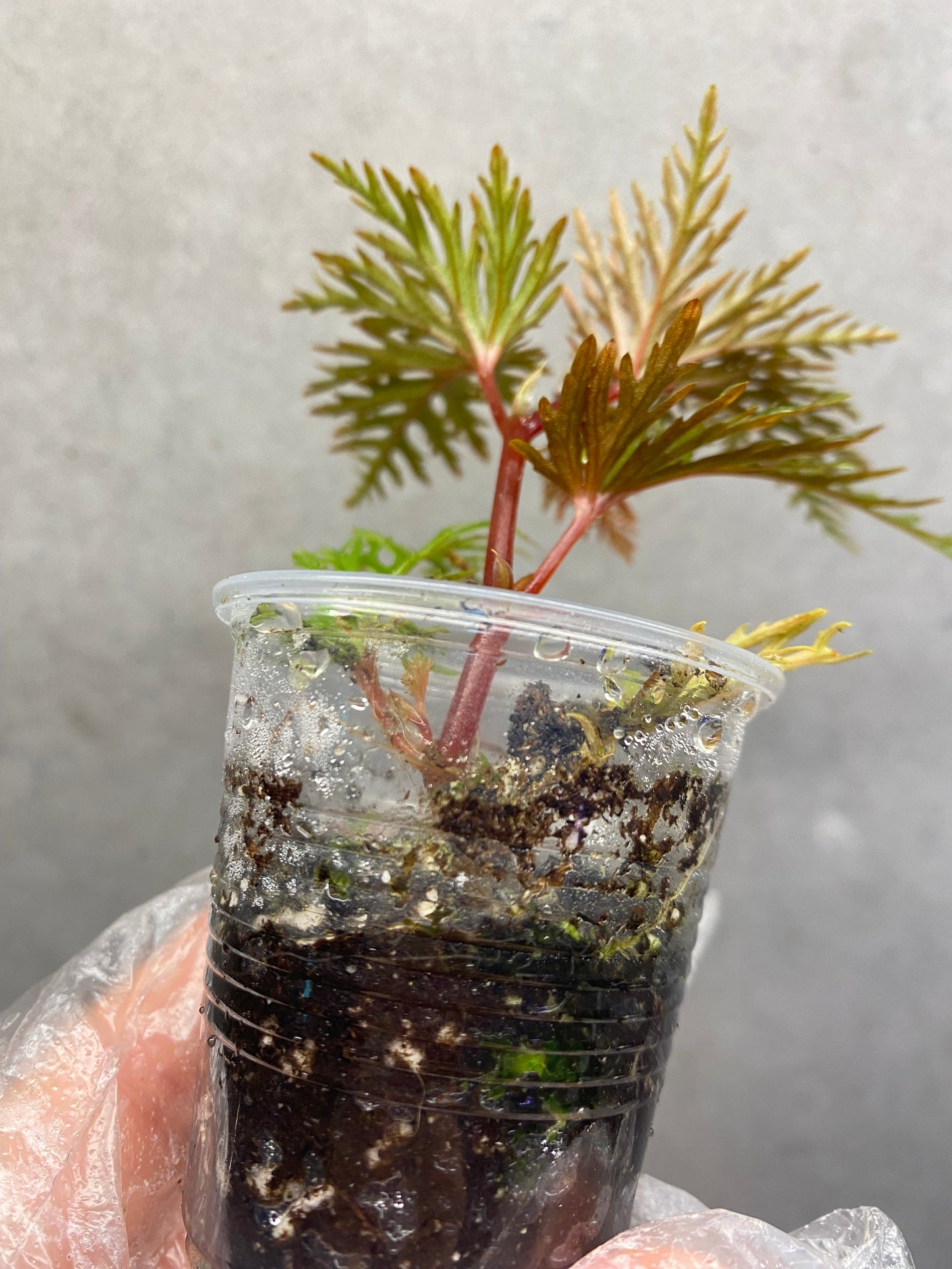 🌿 Begonia bipinnatifida