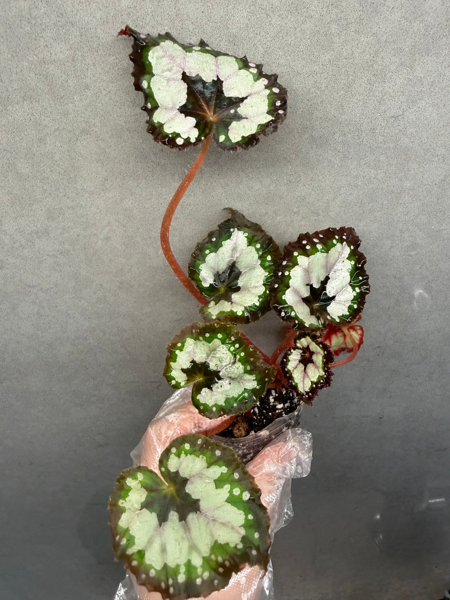 🌿 Begonia 'Dolce Vita'