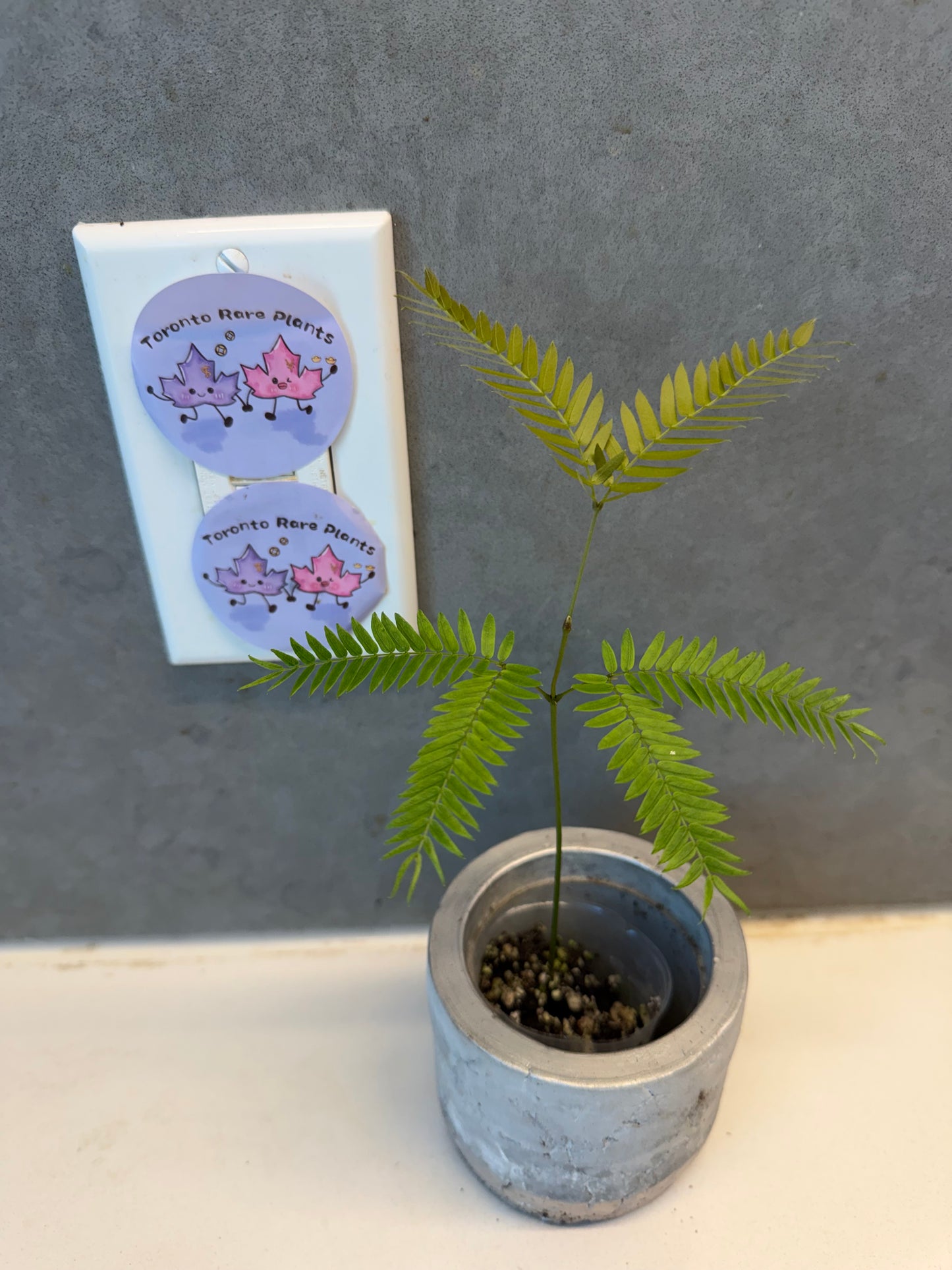 🌿 Cojoba arborea