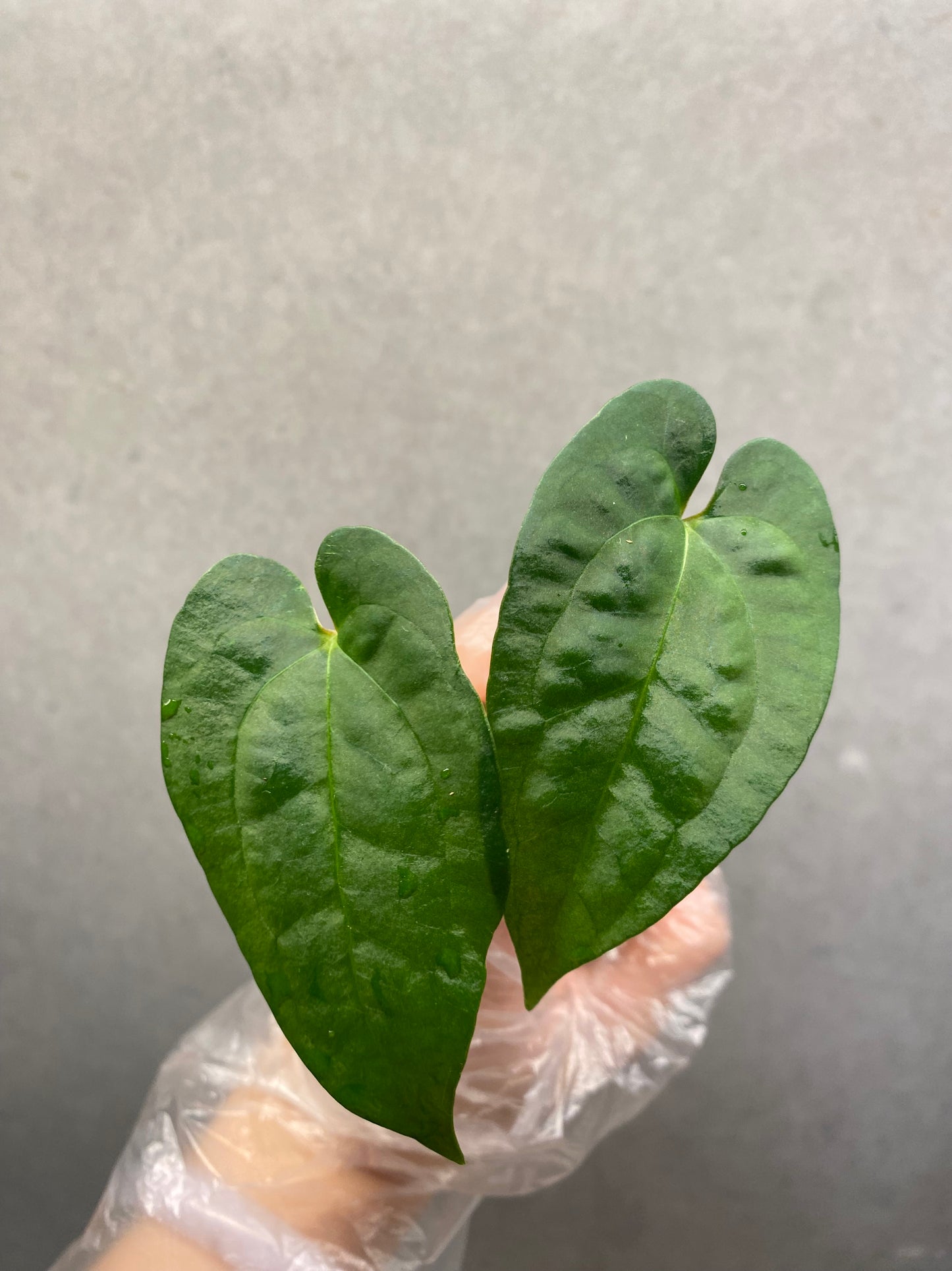 🌿 Anthurium Ace of Spades × Papi
