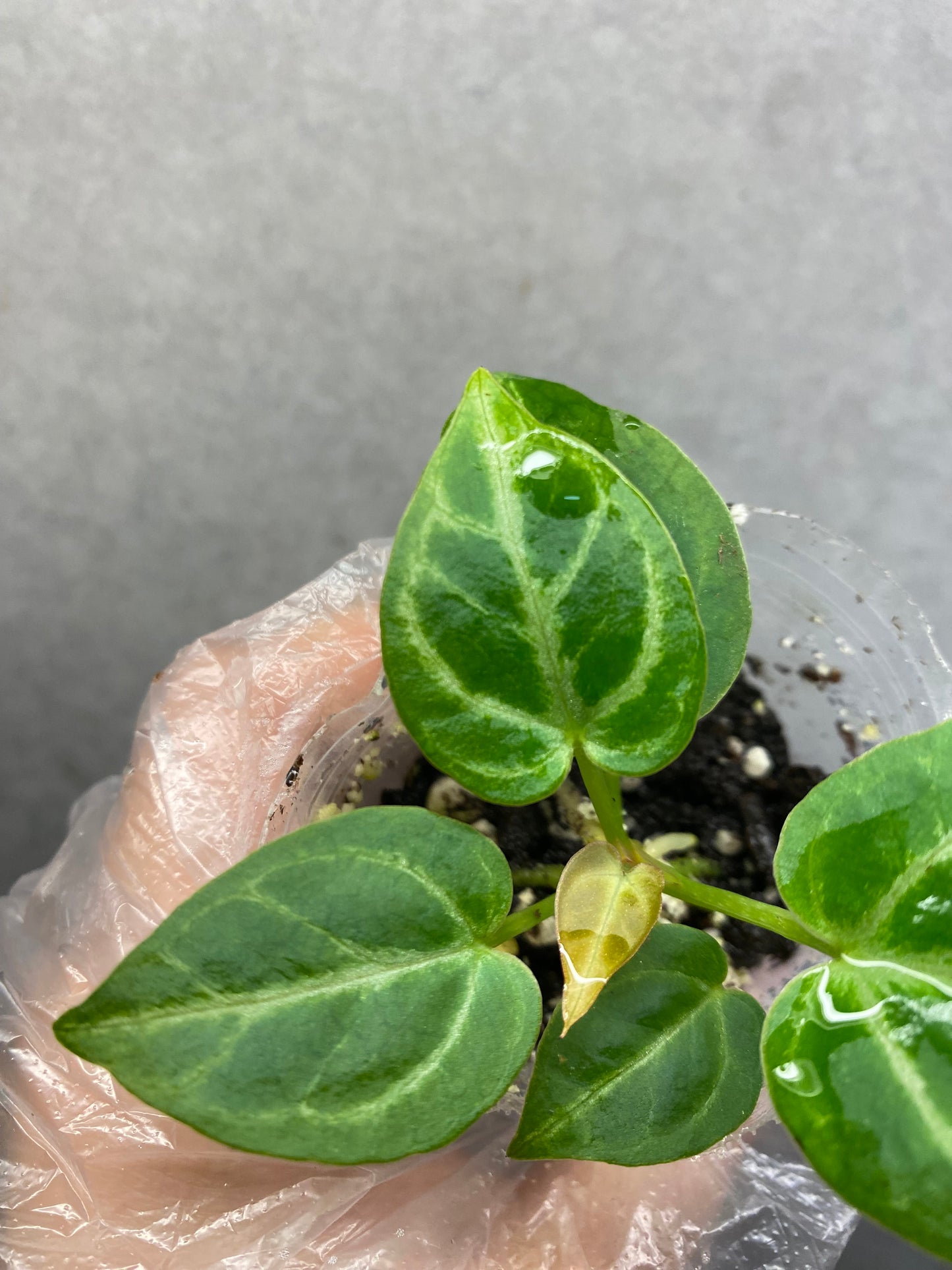 🌿 Anthurium Crystallinum