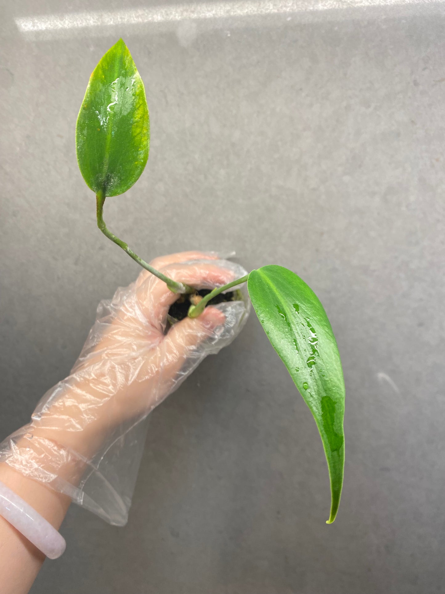 ๐ฟ Monstera 'Burle Marx Flame'