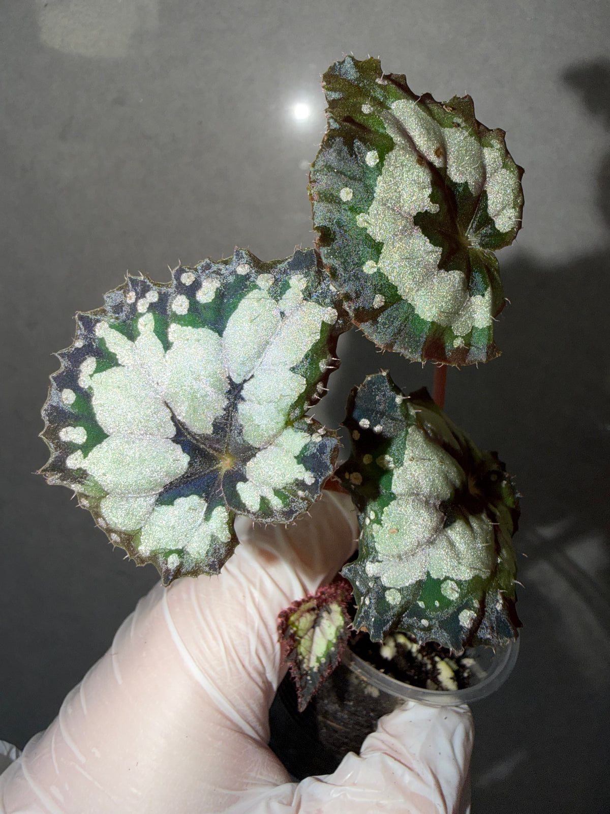 Begonia 5 Combo:polilloensis x rajah➕ hybrid ‘Blue-Green’➕ scapigera➕ Robert Golden➕ Dolce Vita