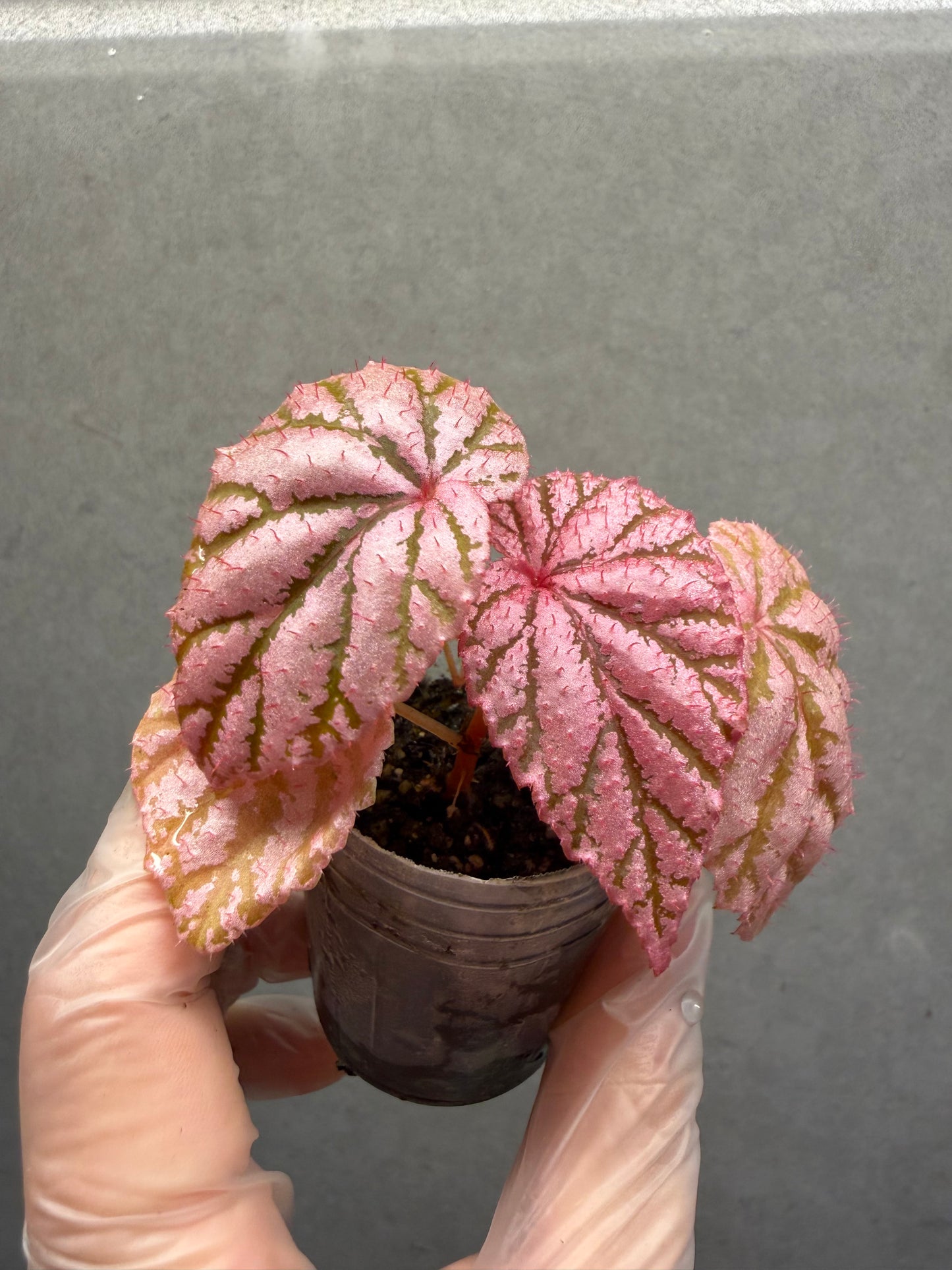 🌿 Begonia 'Tingley Mallet'