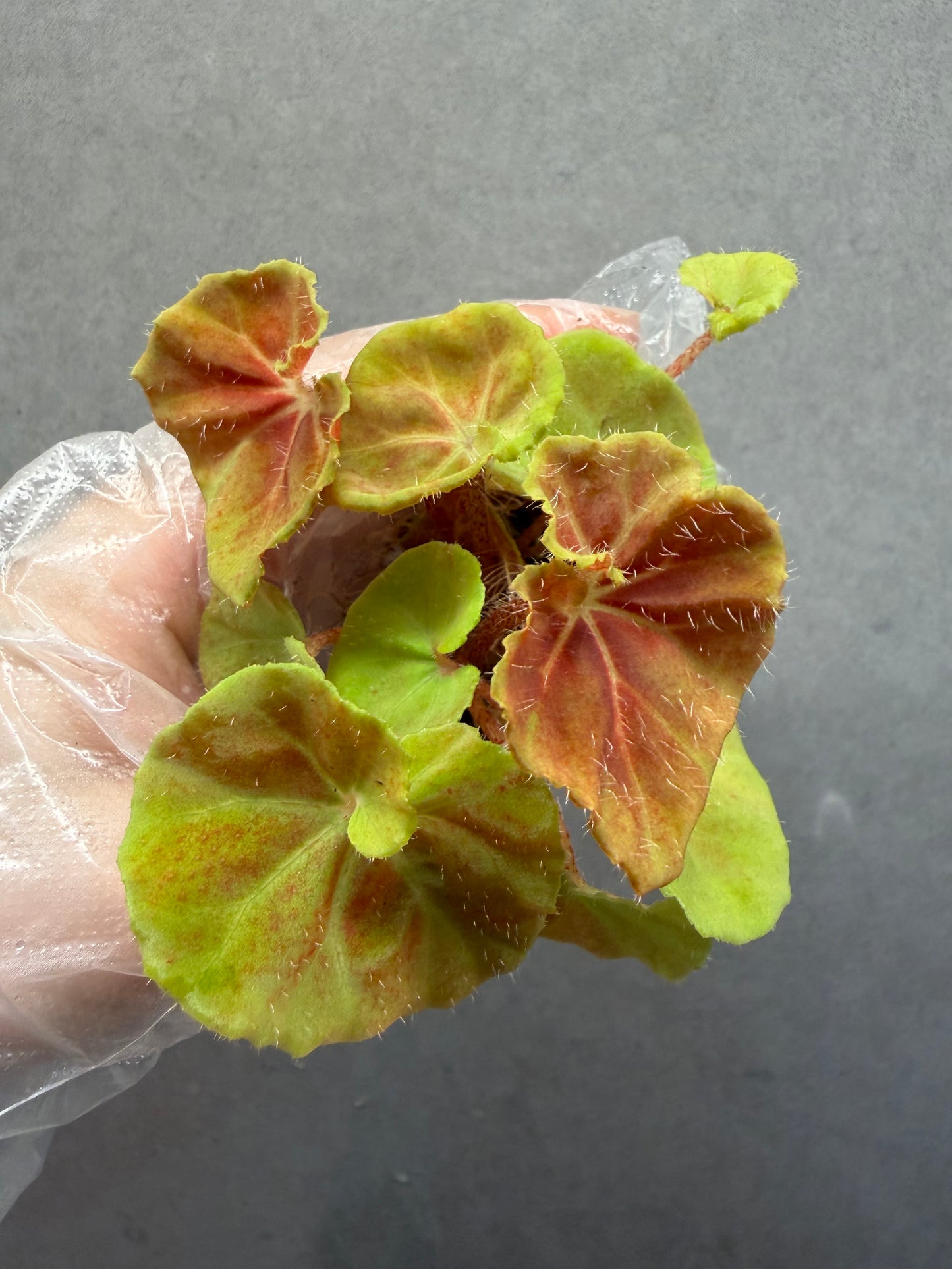 🌿Begonia ’Hoozukimaru‘❤️