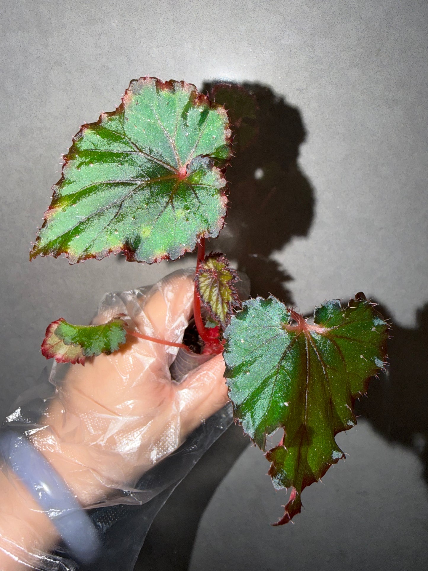 🌿Begonia ‘DS-Cuba’