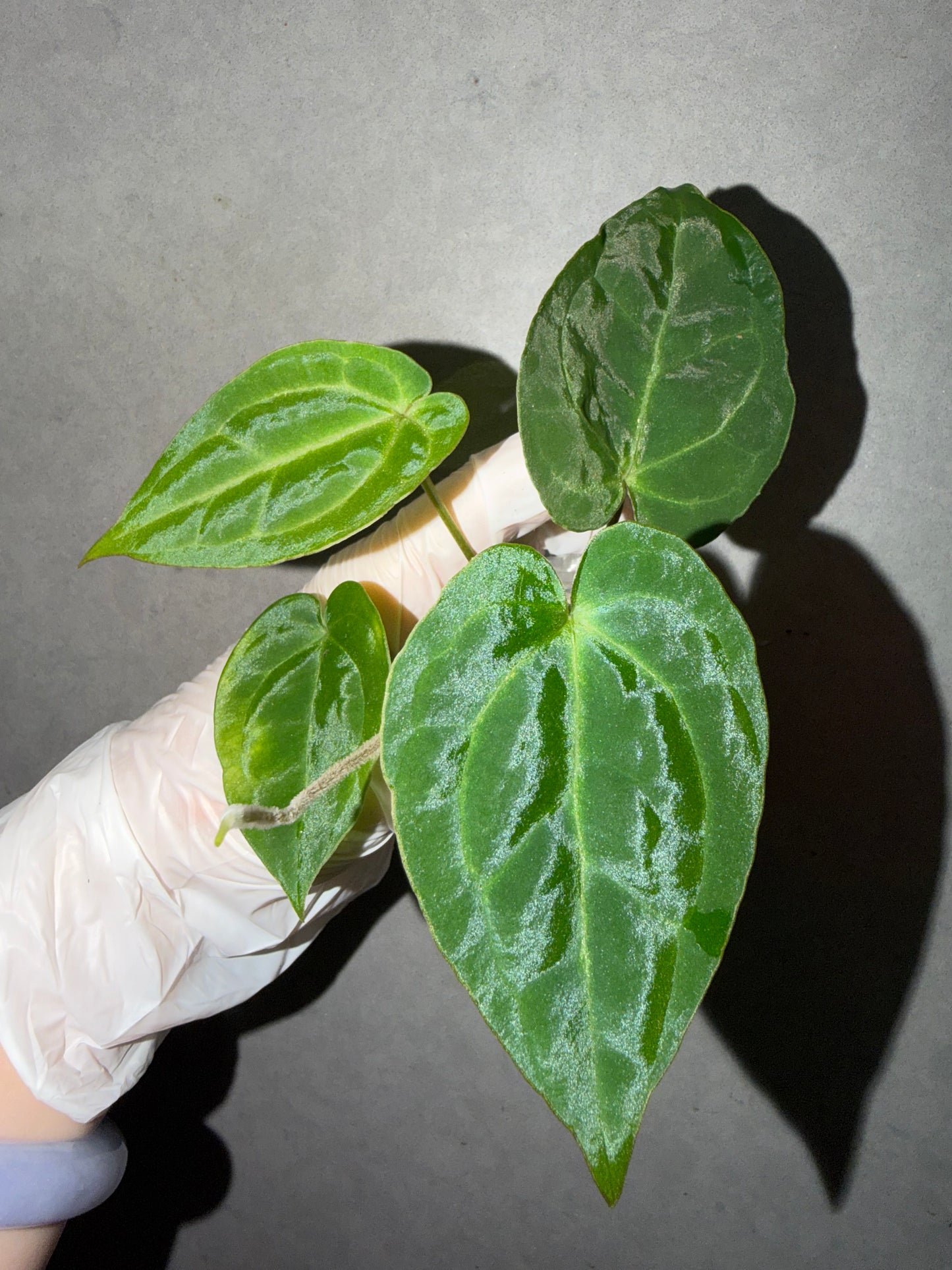 🌿 Anthurium SKG Crystallinum x Anthurium Bvep