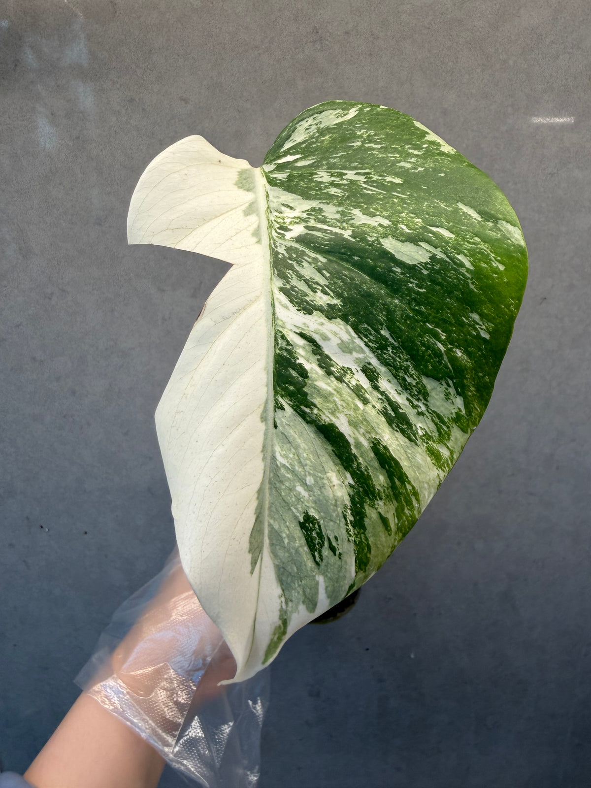 🌿Monstera Albo
