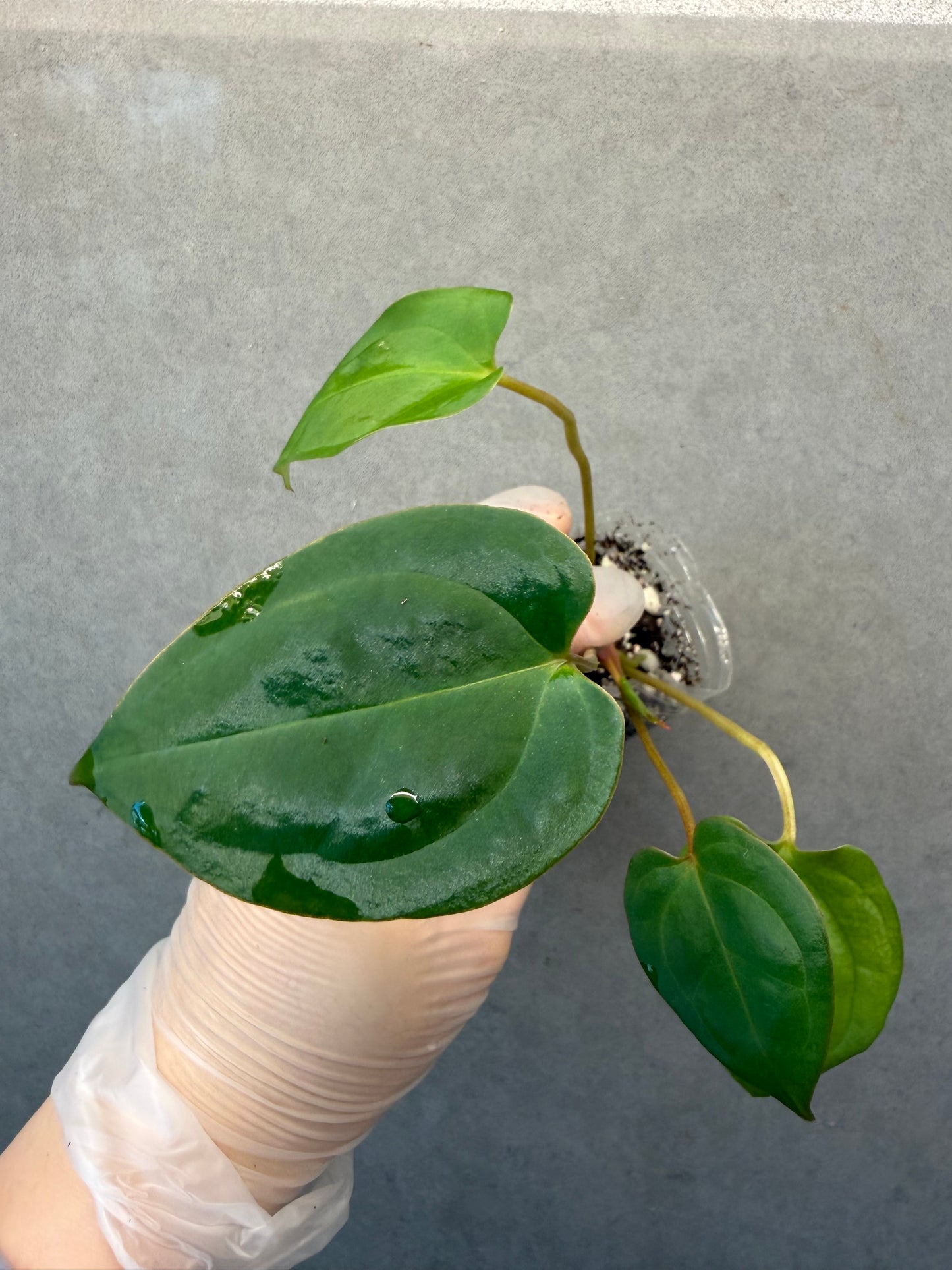 Anthurium Magnificum*Papi