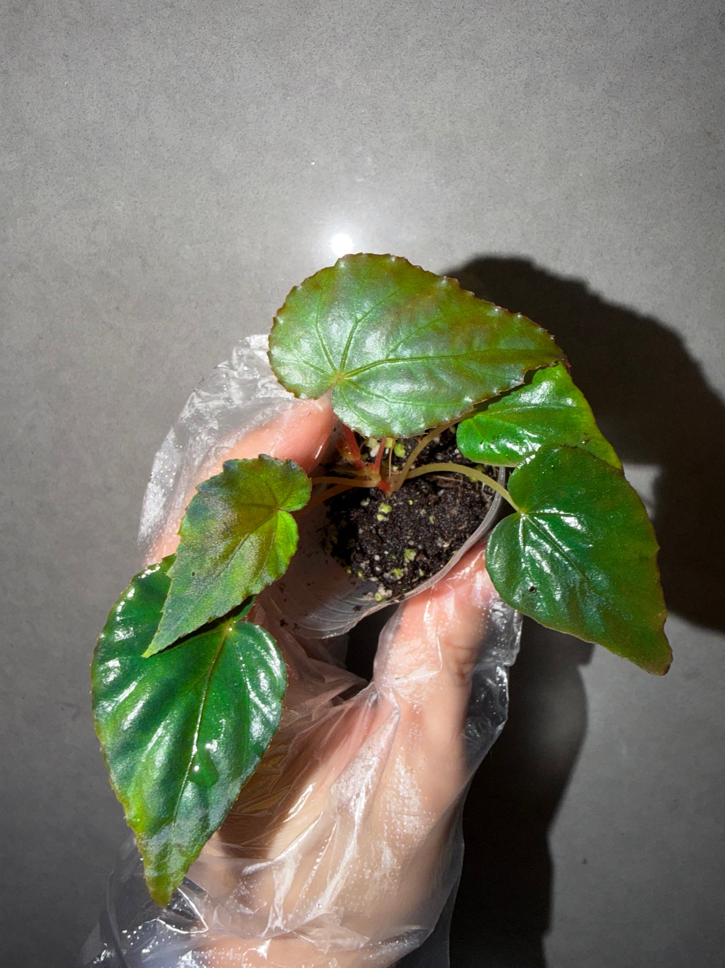 🦚 Begonia Pavonina
