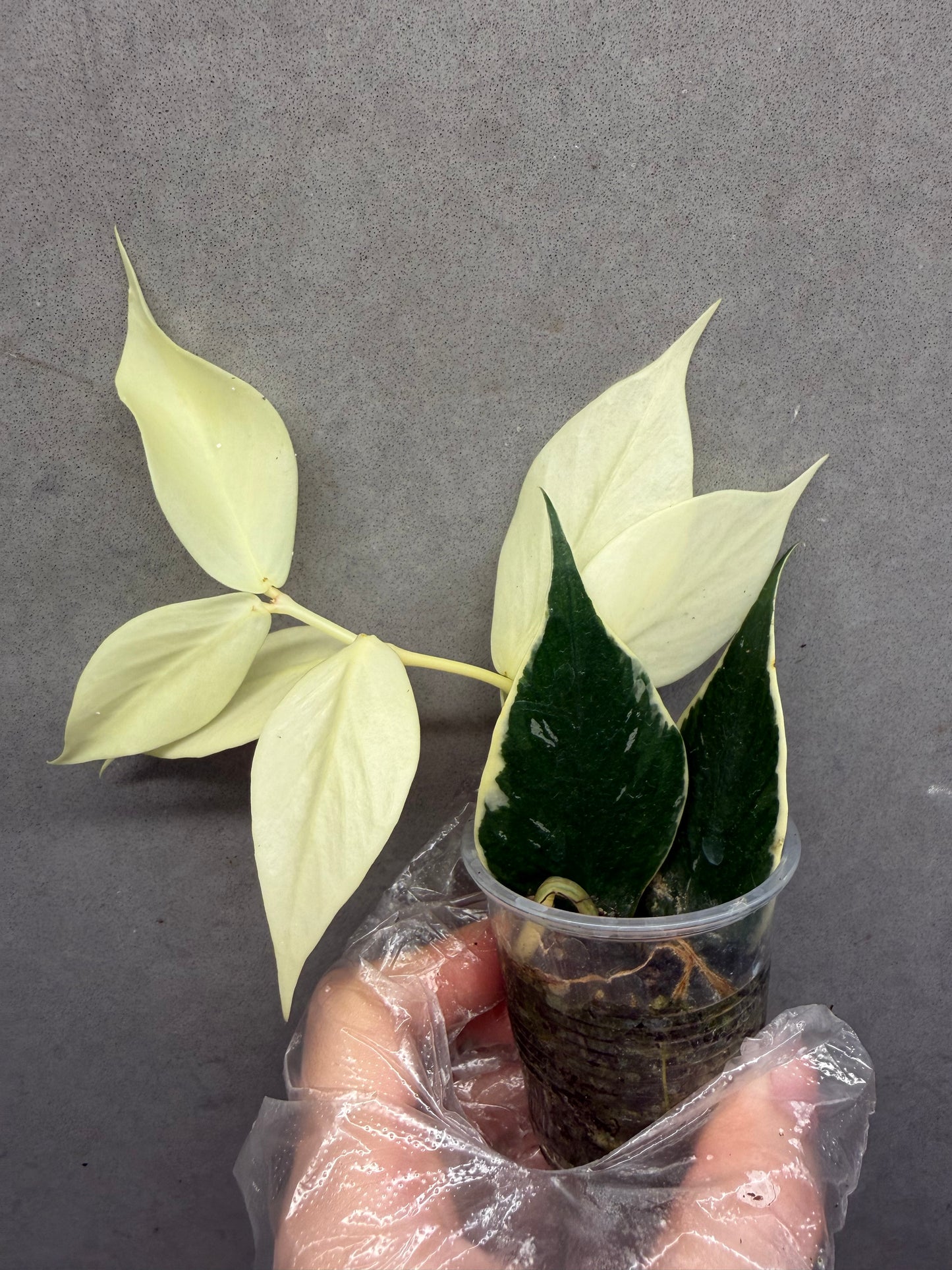 🌿Hoya polyneura albomarginata