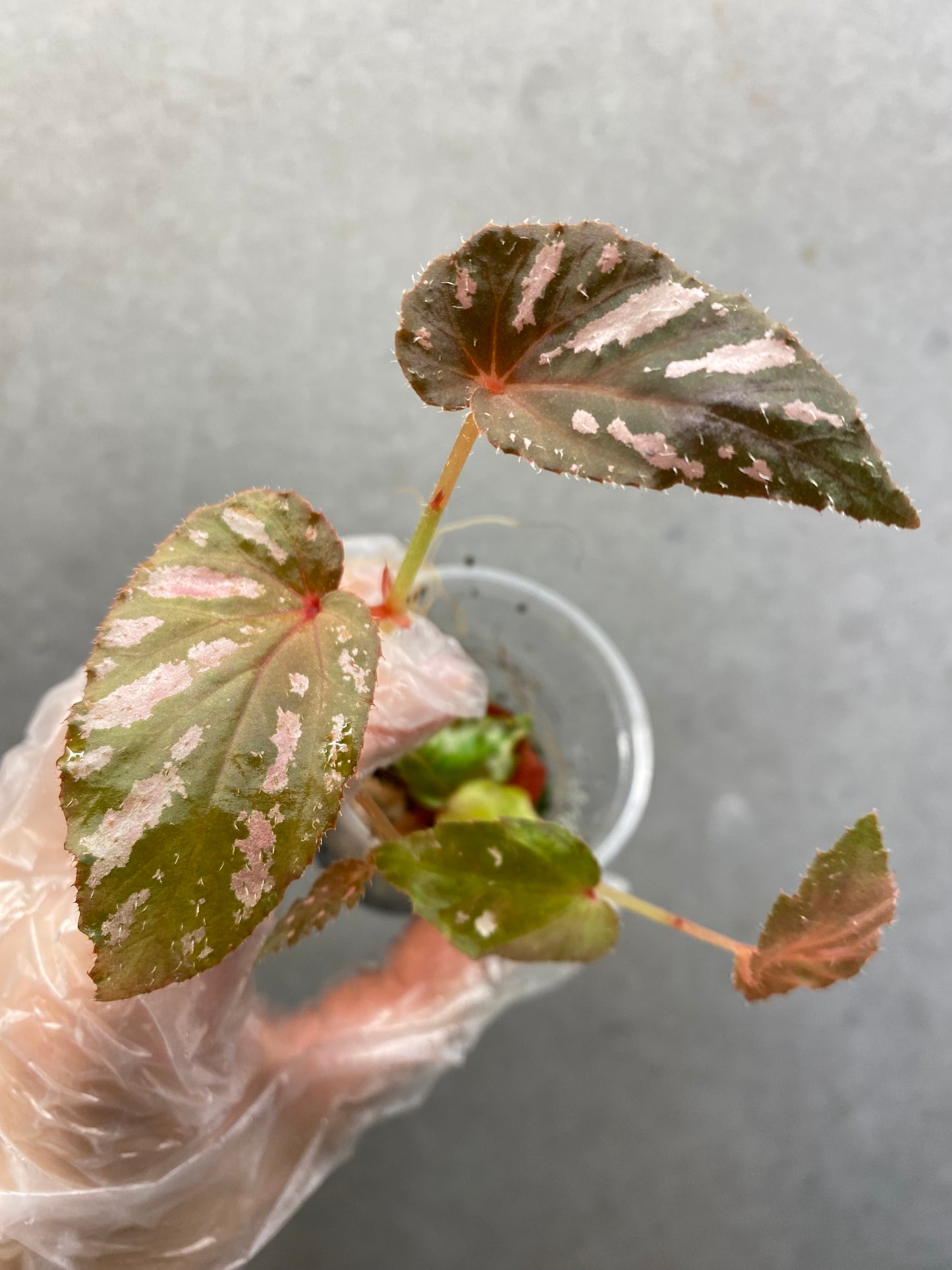 ๐ฟ Begonia Brevirimosa