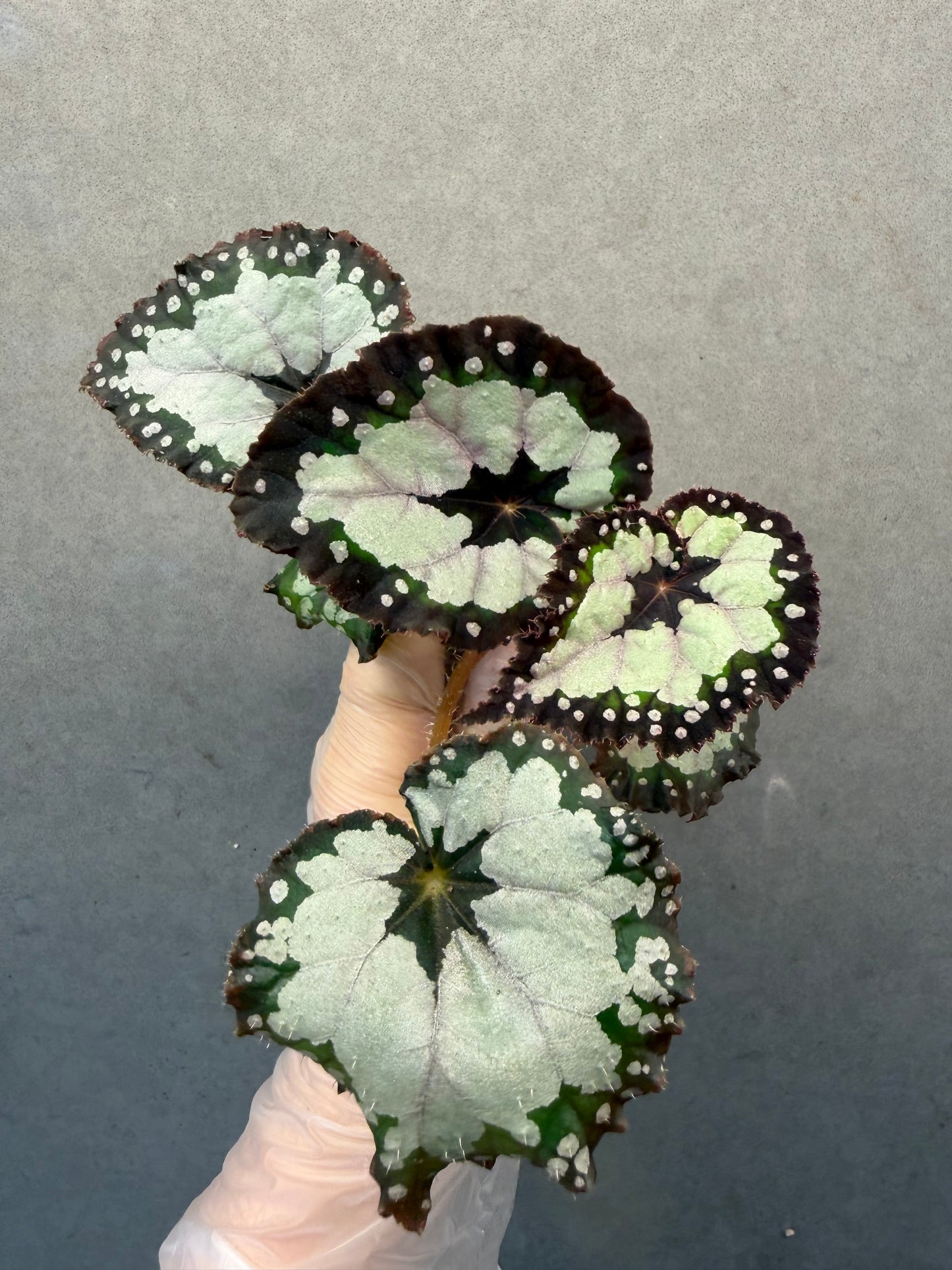 🌿 Begonia 'Dolce Vita'