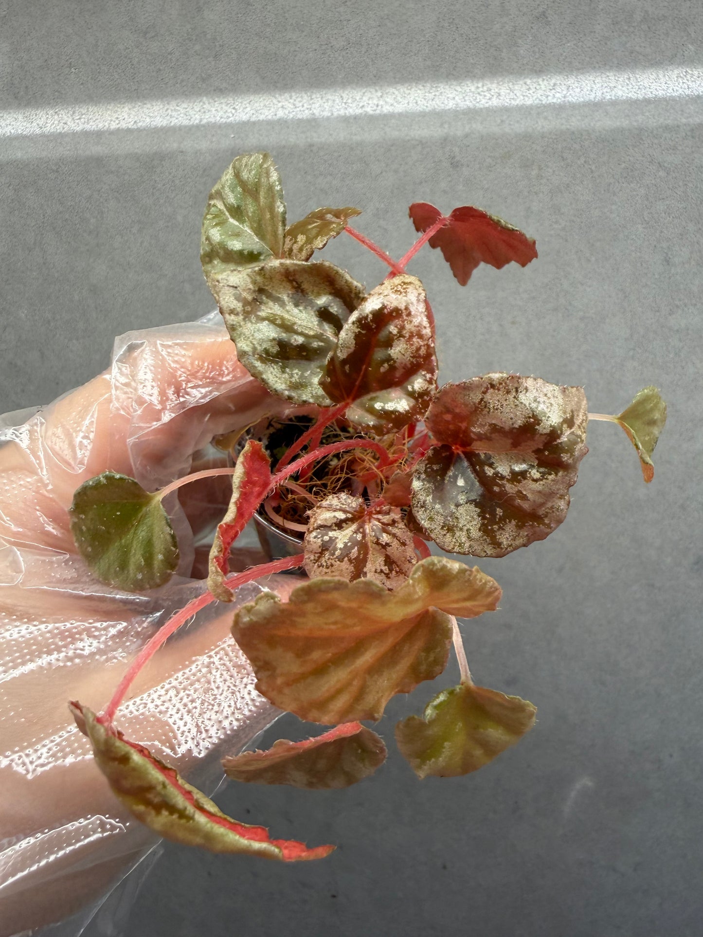 🍫Begonia ‘Chocolate Milk’