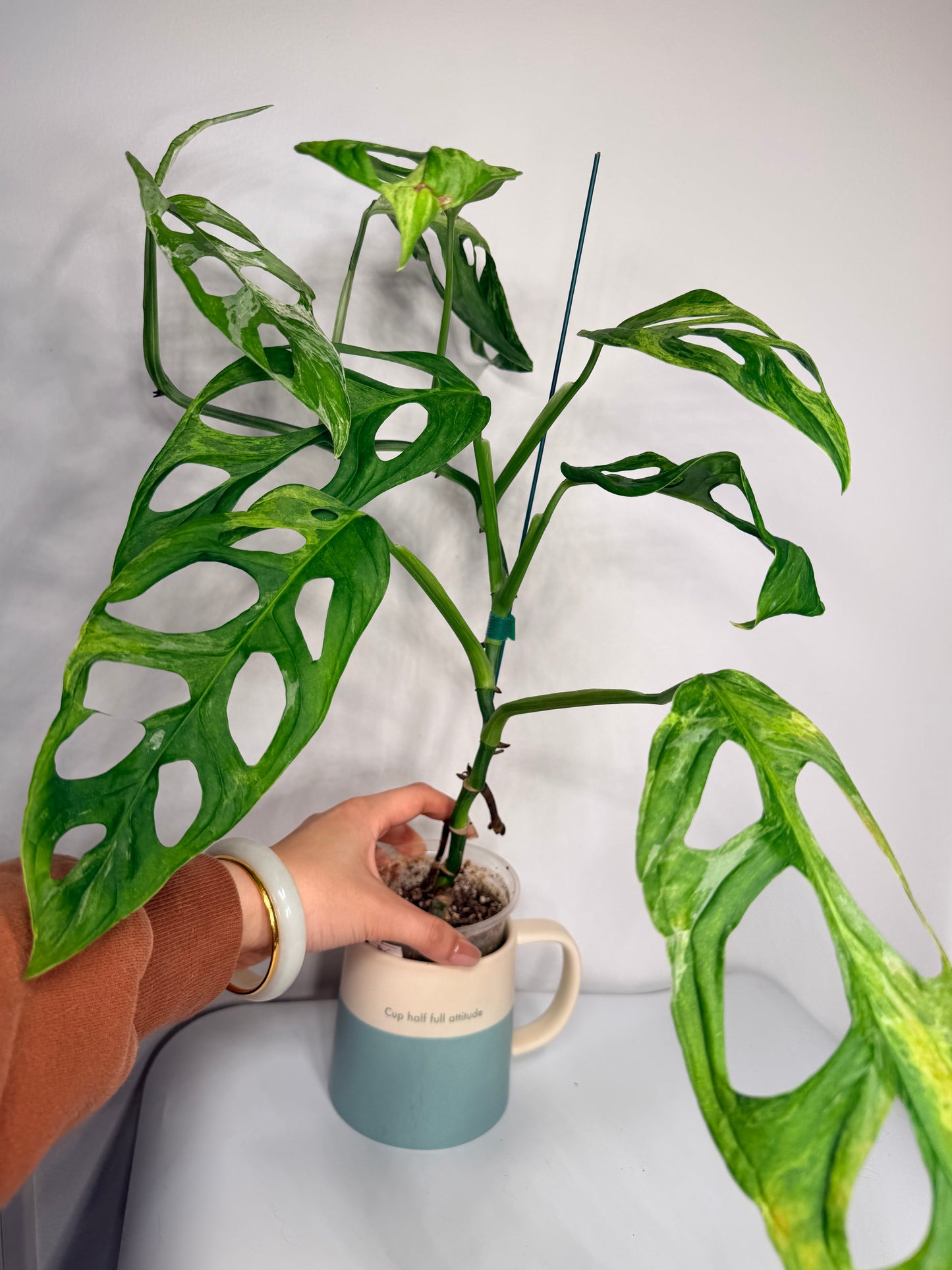 Monstera adansonii Mint variegata