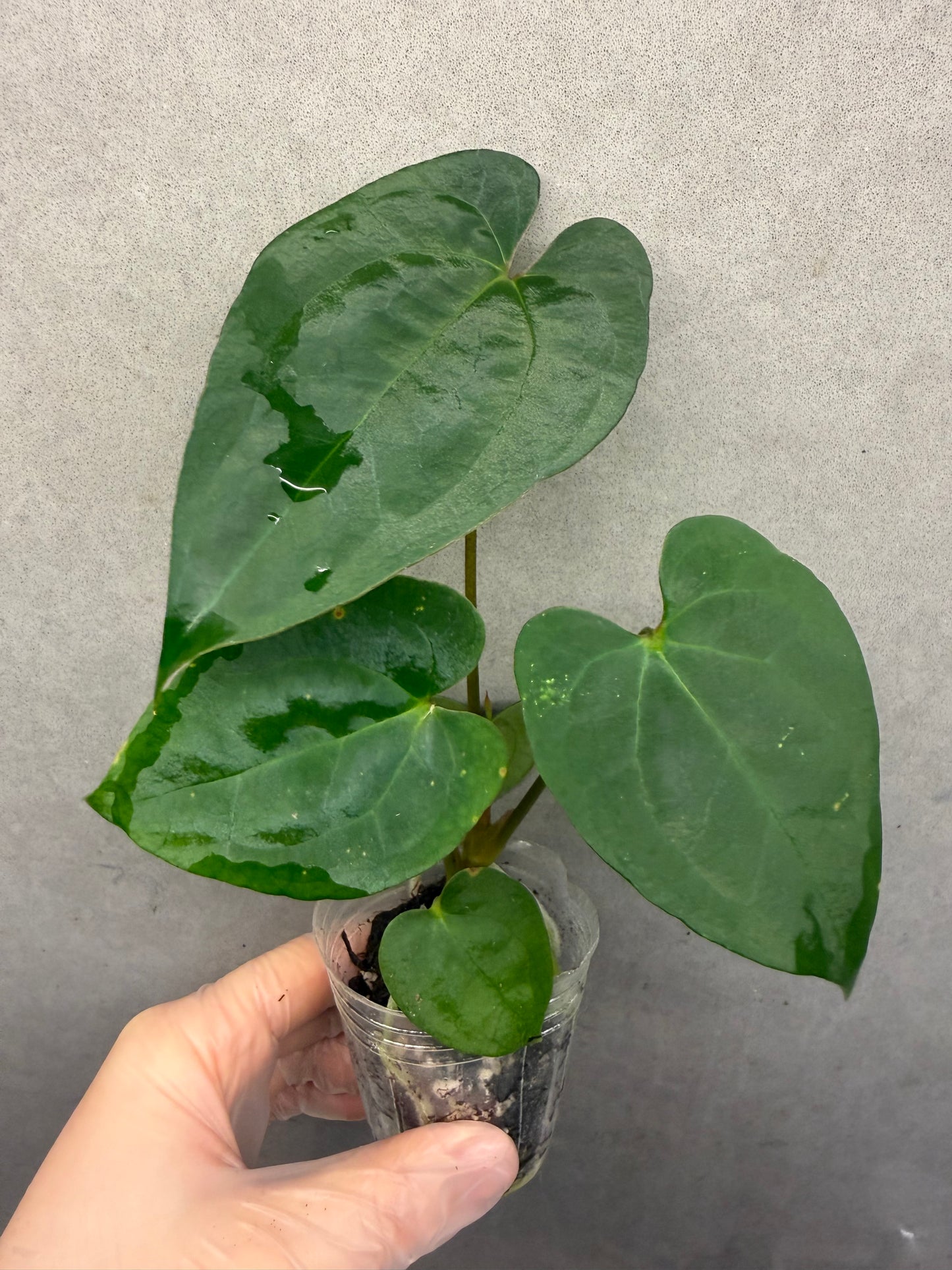 Anthurium Aos* Dark Phoenix