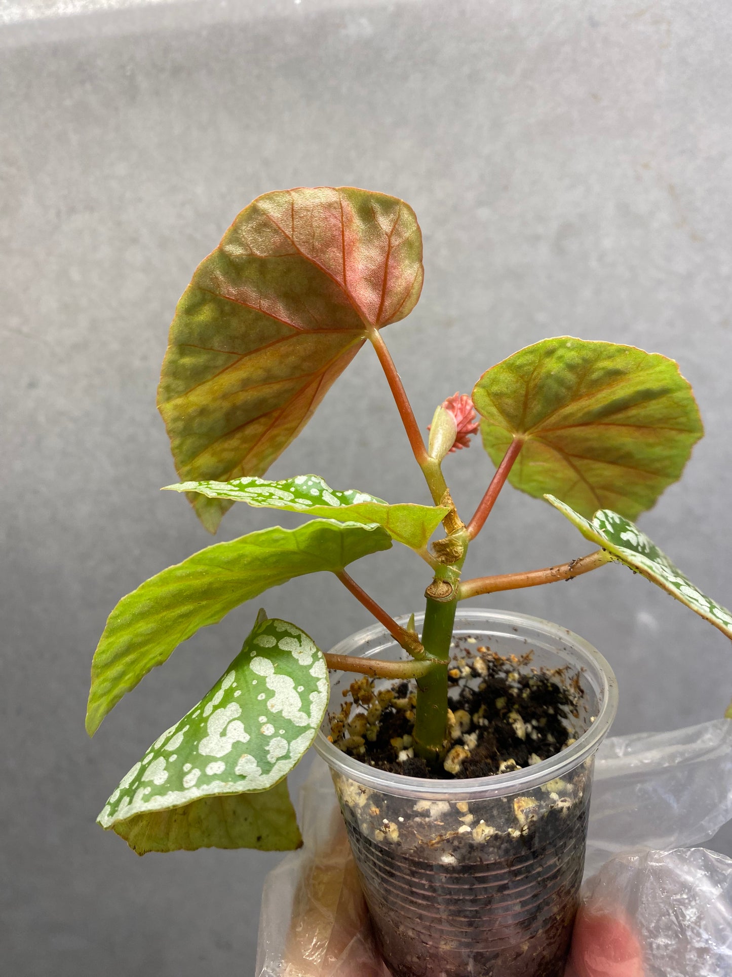 🌿 Begonia 'Snow Cap'