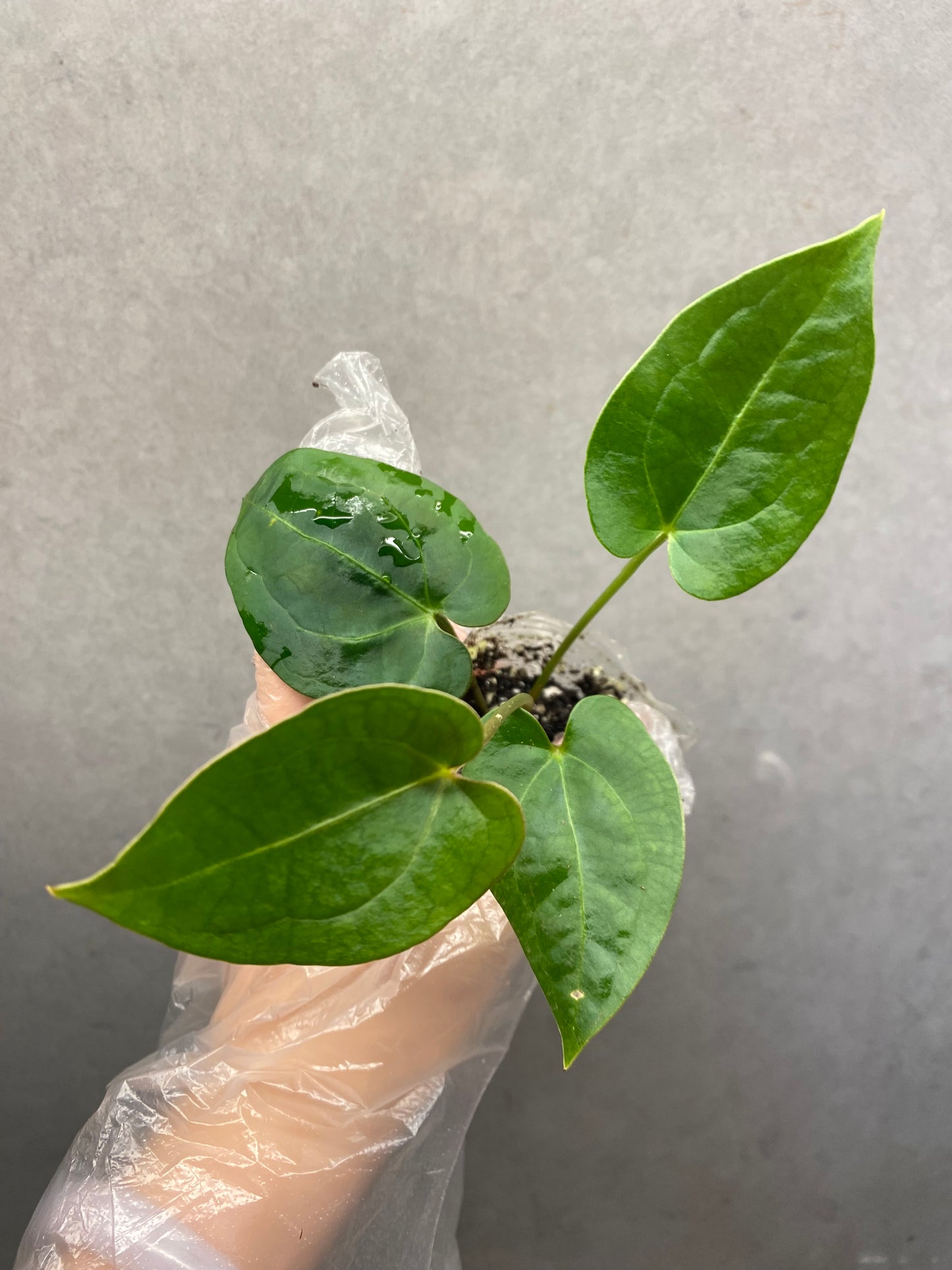 🌿 Anthurium Ace of Spades × Black Crystallinum