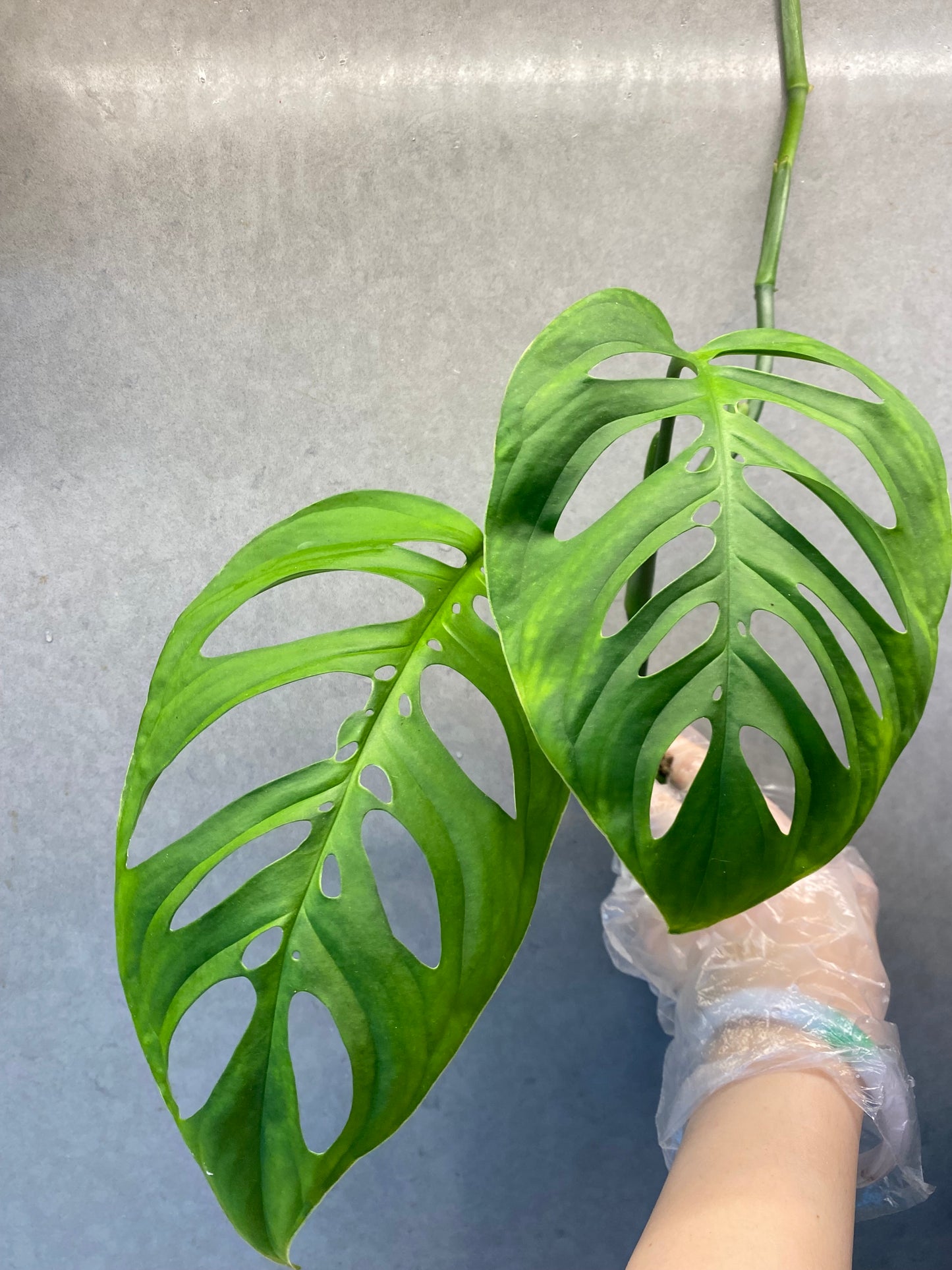 🌿 Monstera Esqueleto
