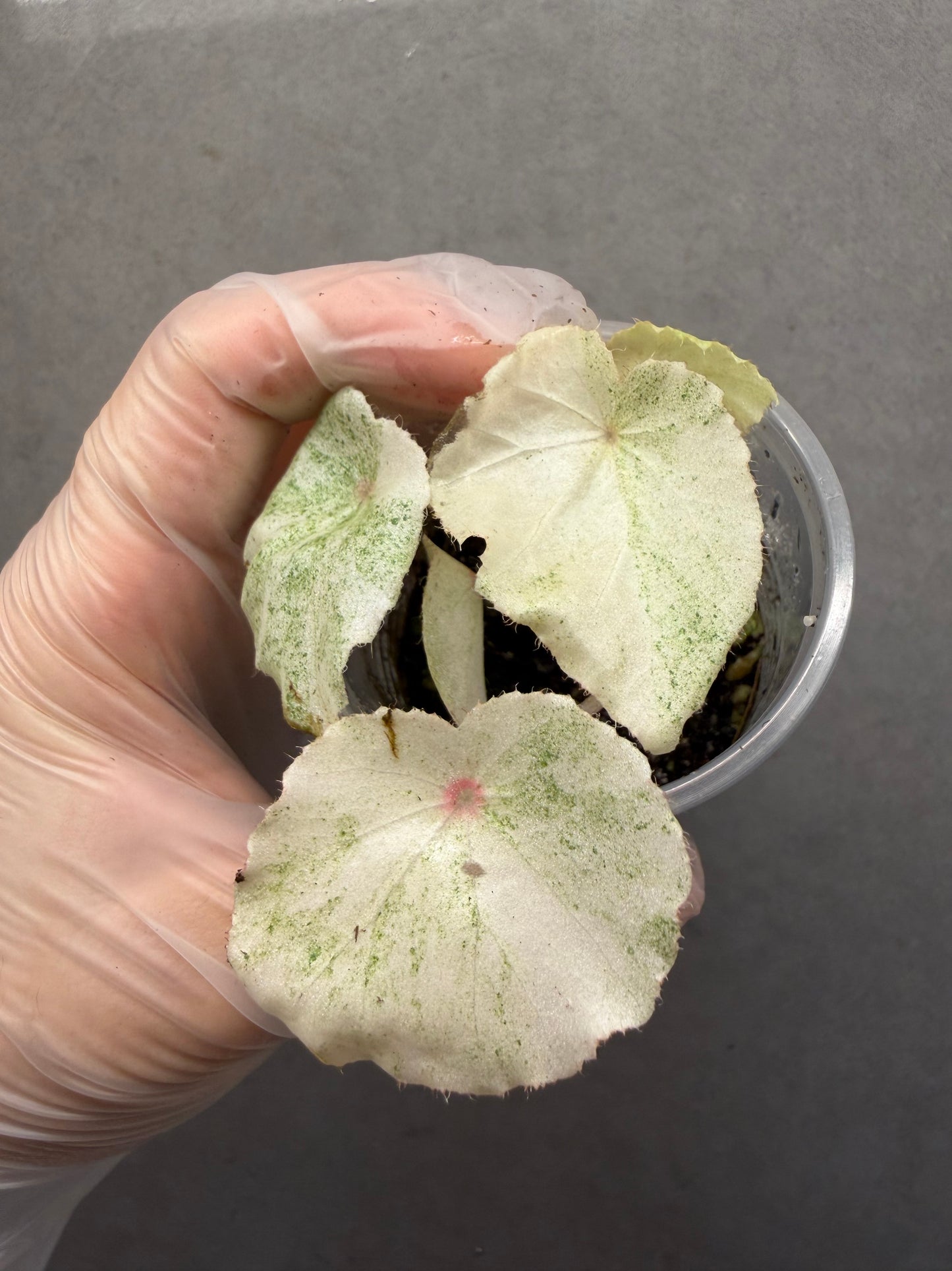 🌿 Begonia 'Rouge' Variegated