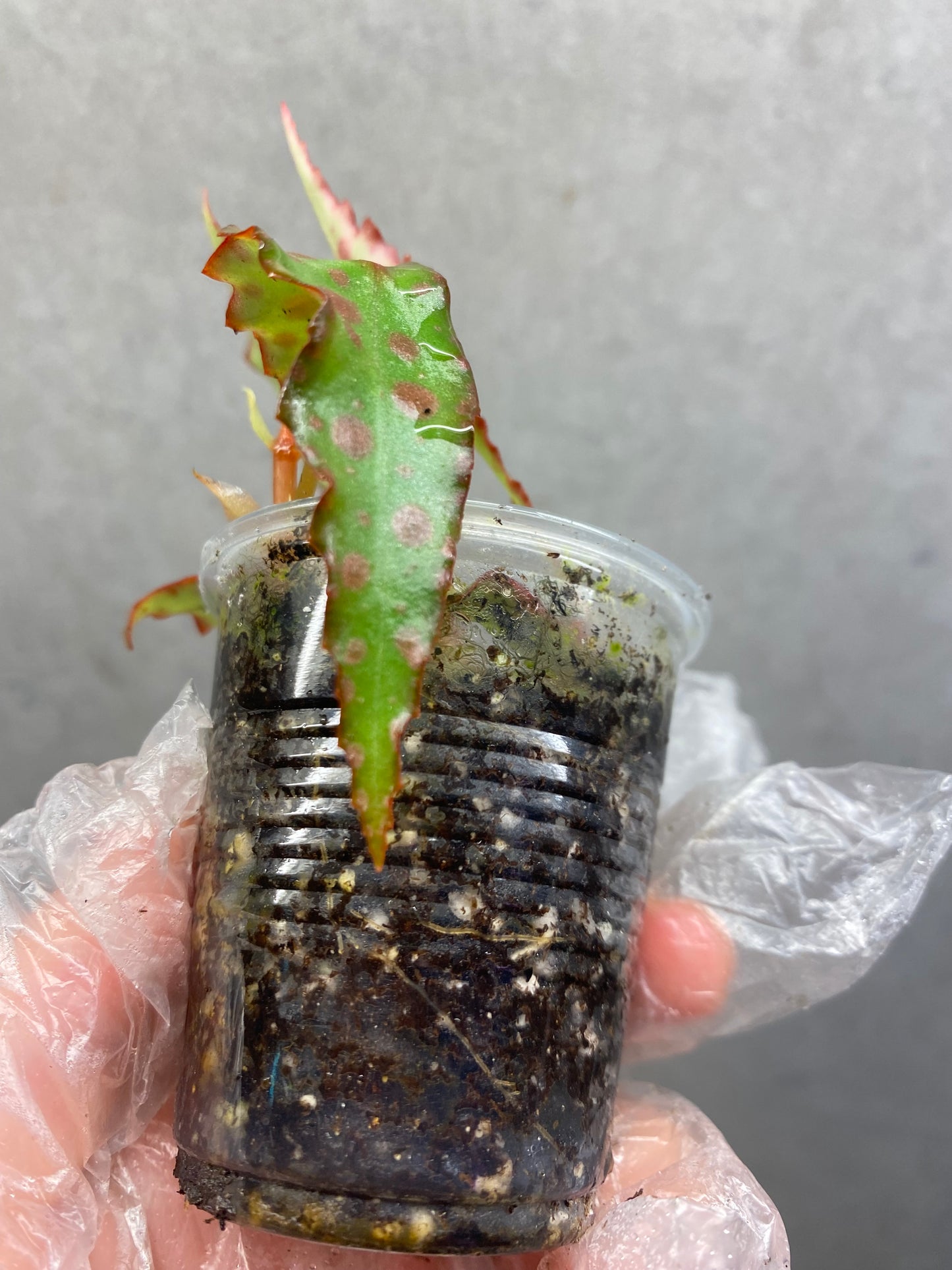 🌿 Begonia amphioxus