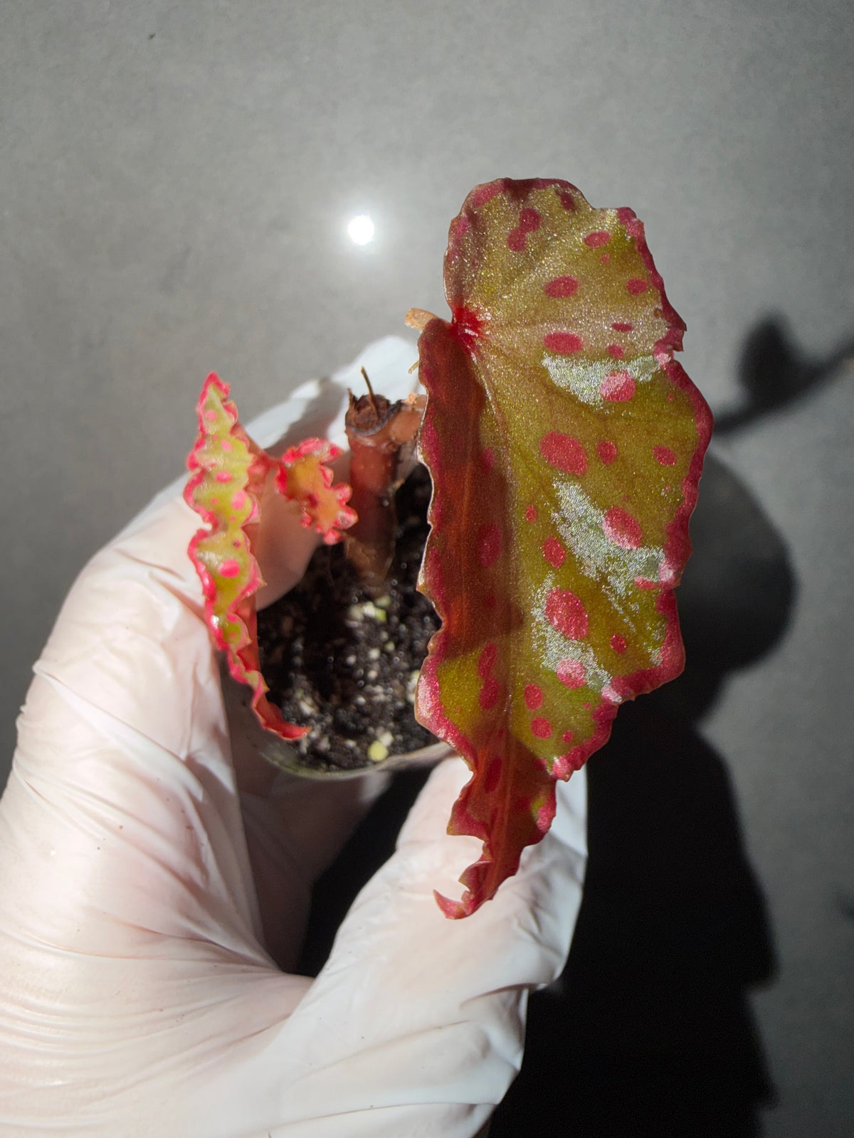 🌿 Begonia Darthvaderiana × Amphioxus