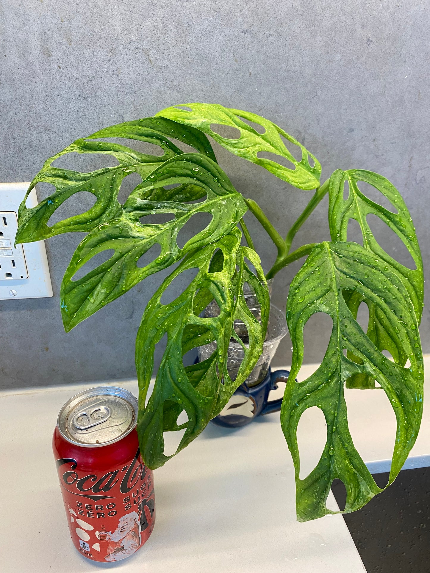 πΏ Monstera adansonii Mint Variegated