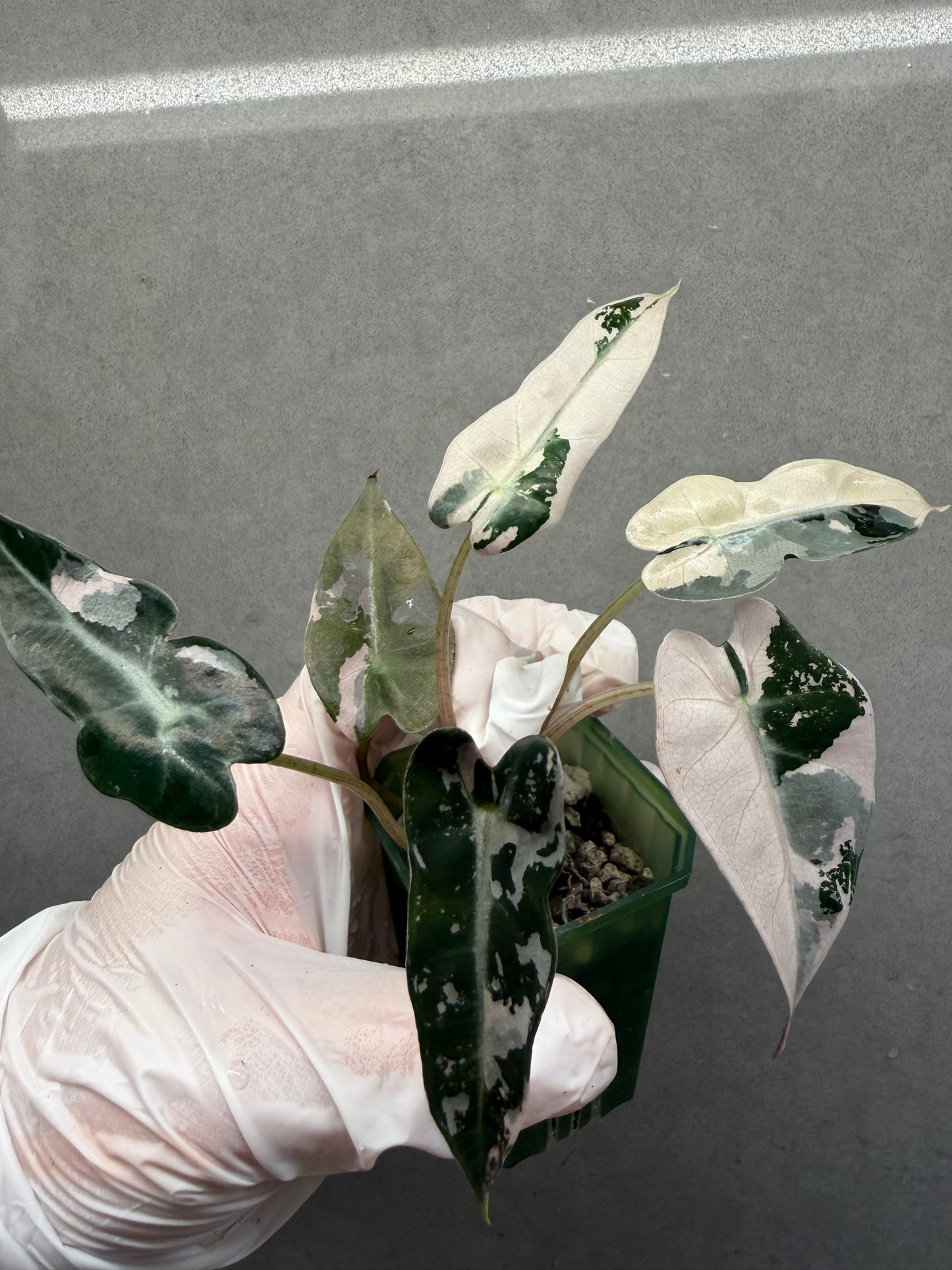 🌸Alocasia Bambino Pink Variegated
