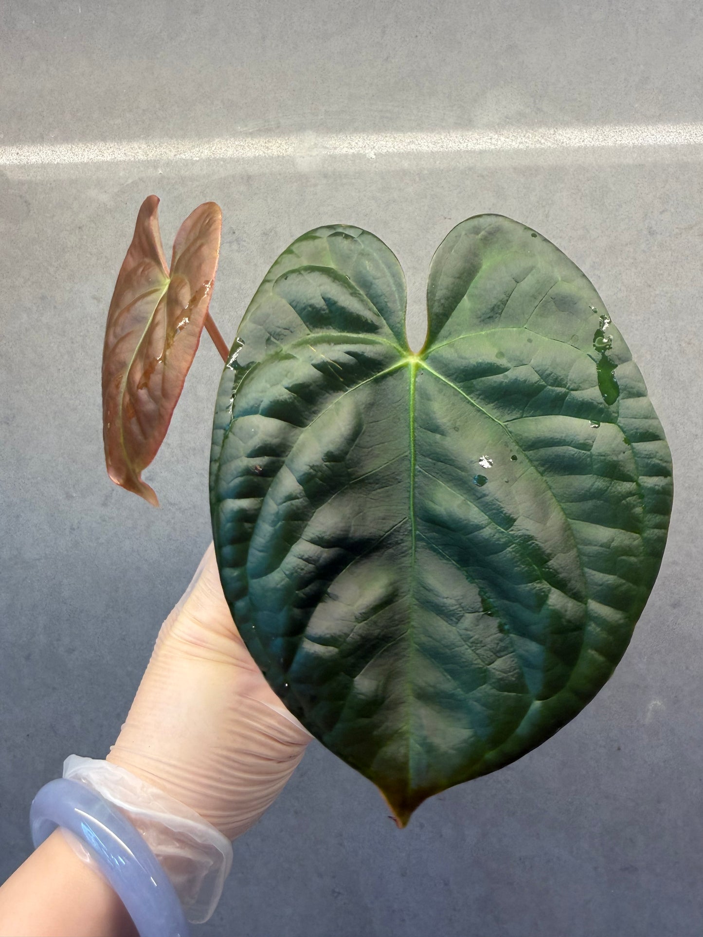 🌿 Anthurium Luxurians*Papi
