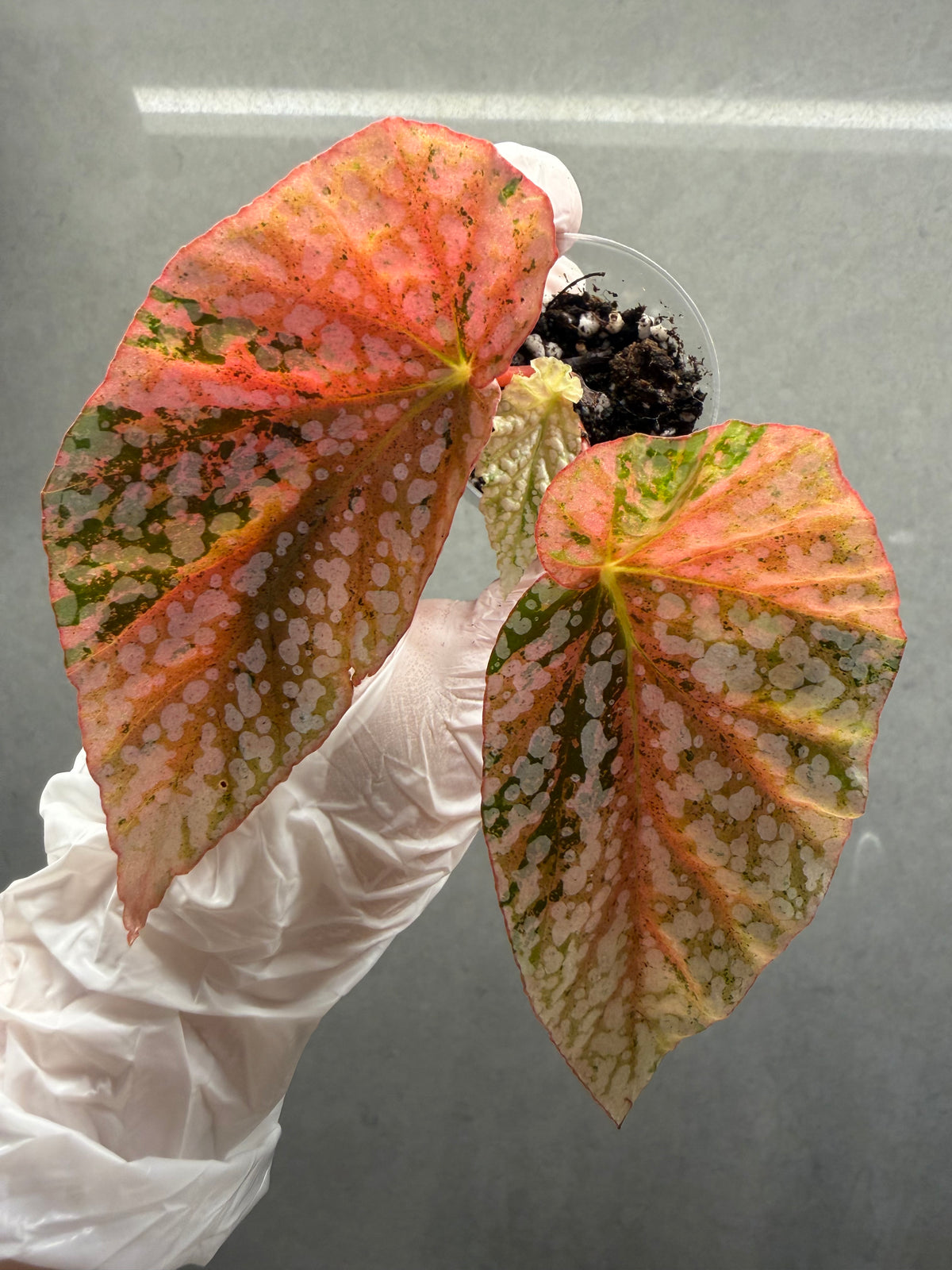 🌿 Begonia 'Snow Cap ‘Pink Variegated