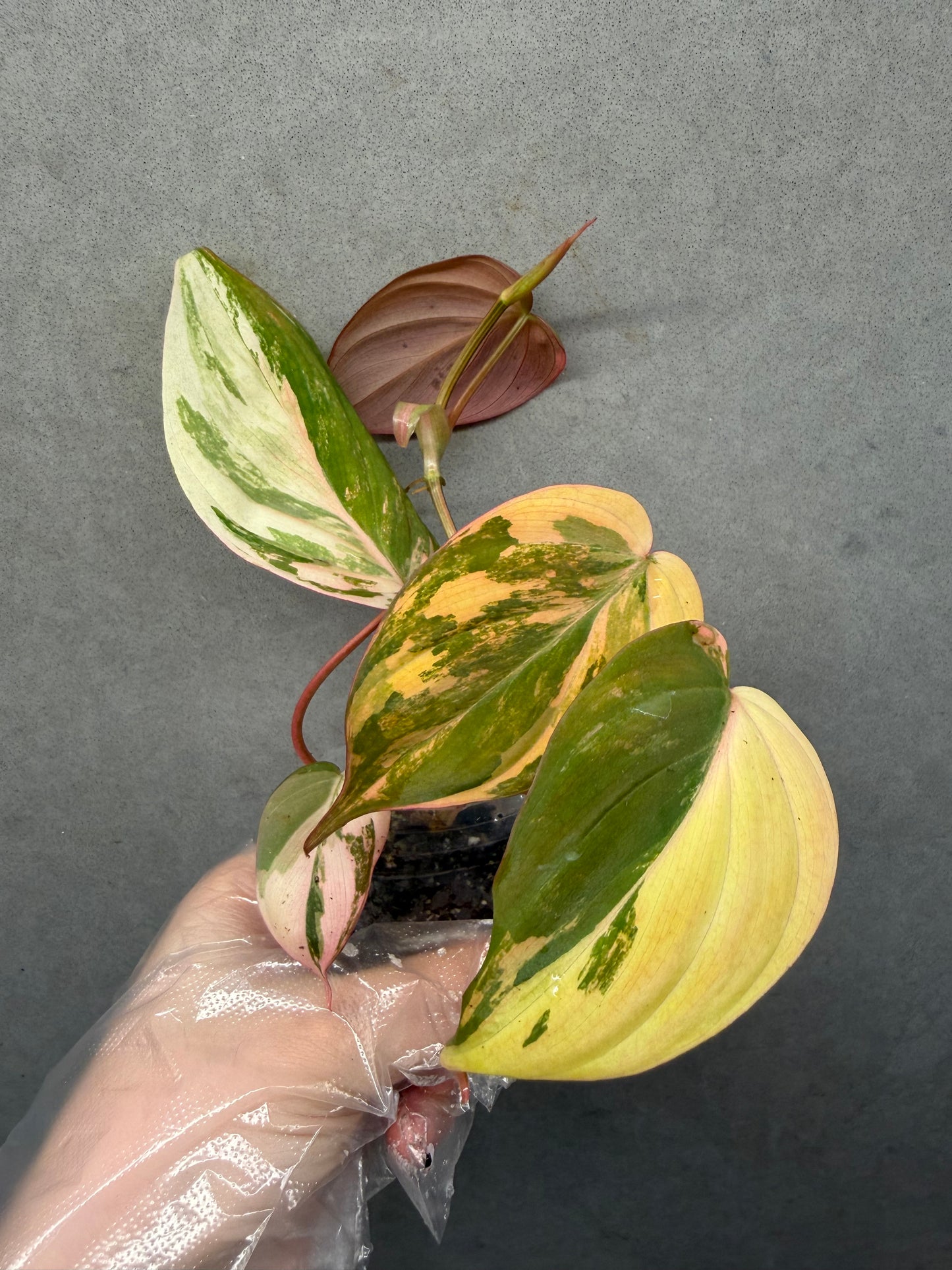 🌿Philodendron Micans Variegated