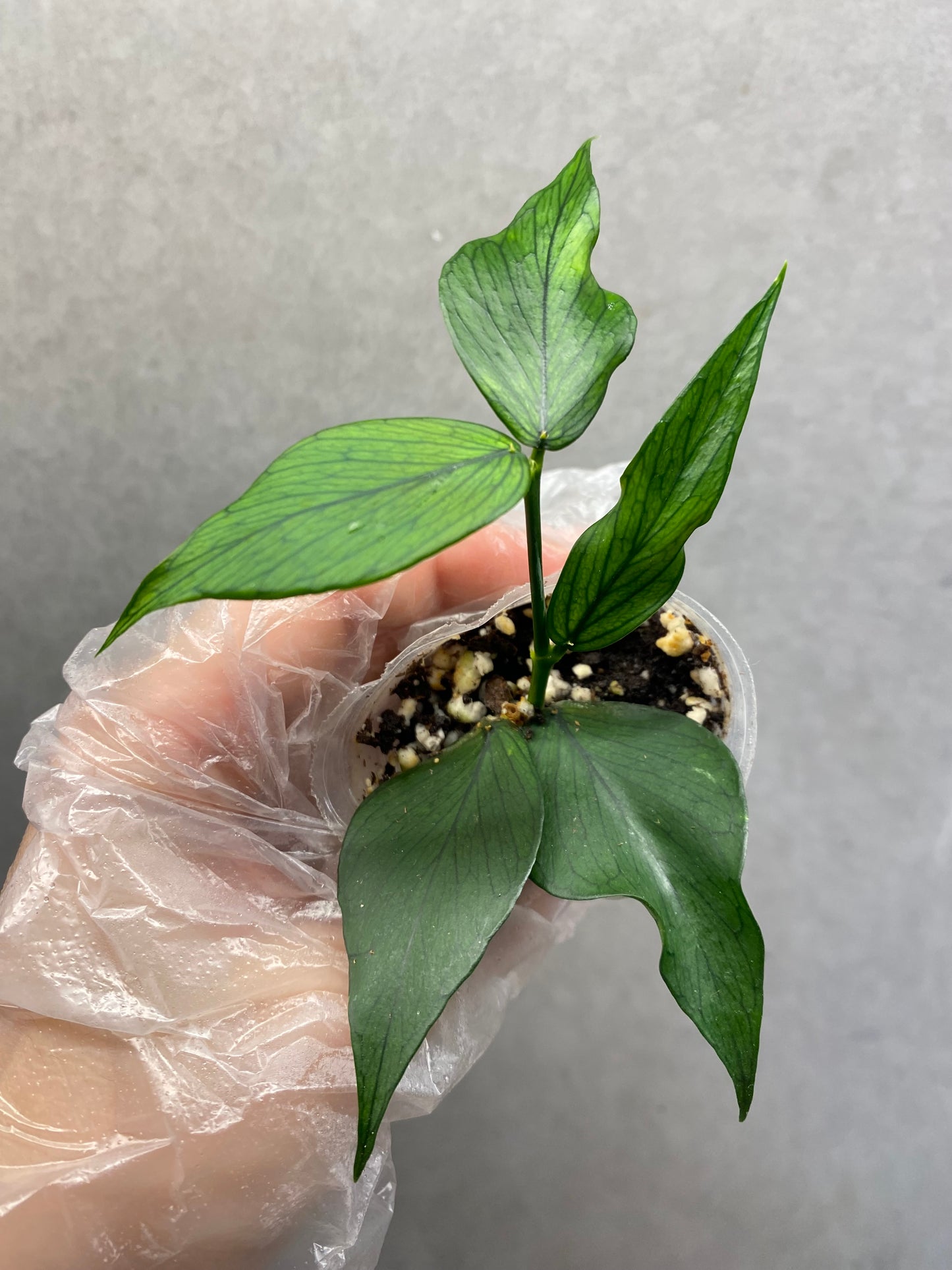 🌿 Hoya Combo (5 types)