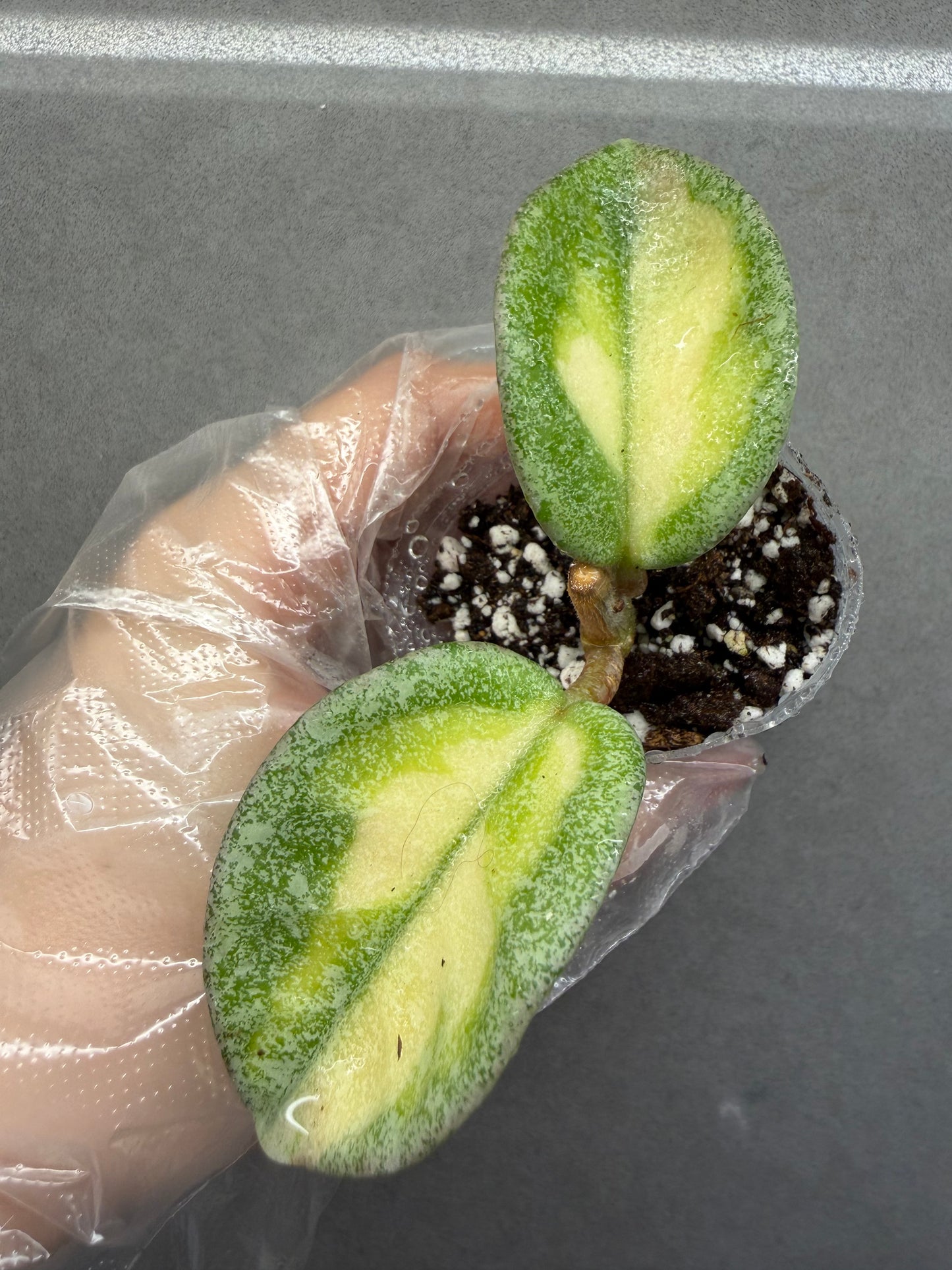 🌿Hoya Argentea Princess