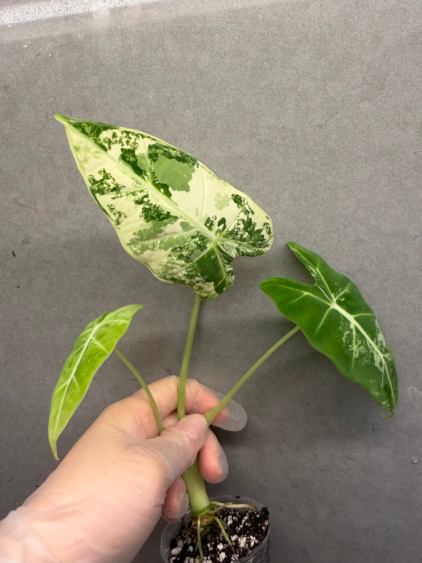 🌿 Alocasia ‘Frydek’ albo var.