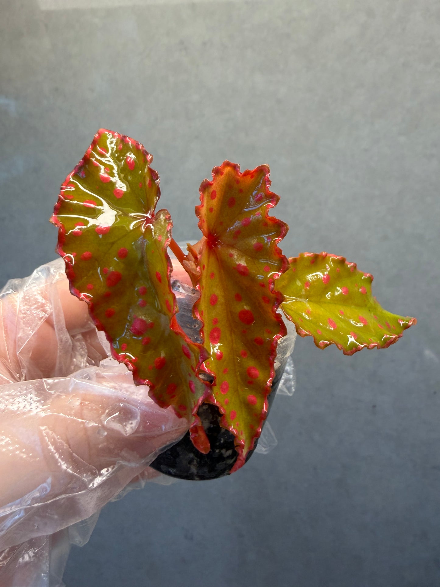 🌿 Begonia Amphioxus * Darthvaderiana