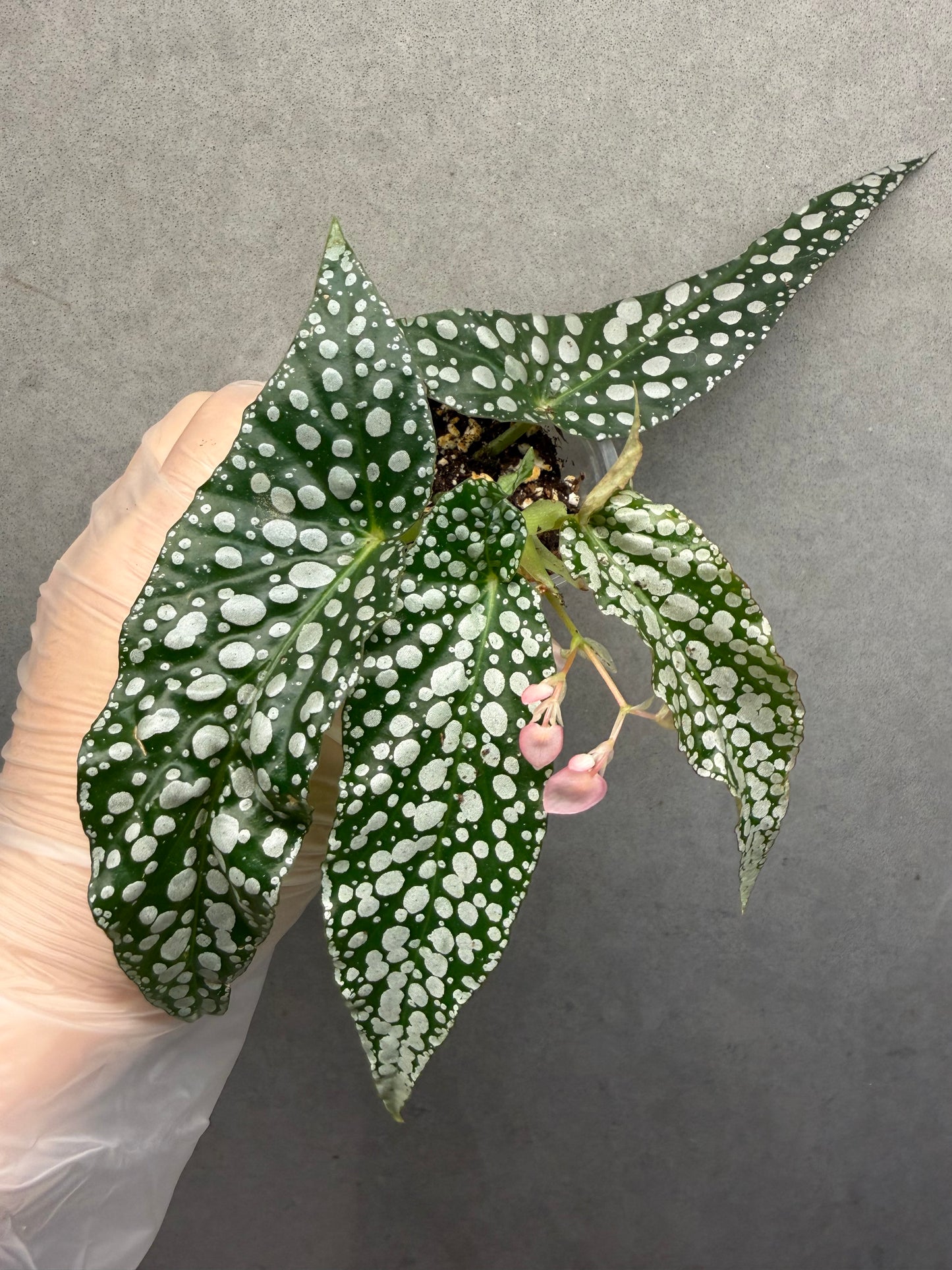 🌿 Begonia 'White Ice'