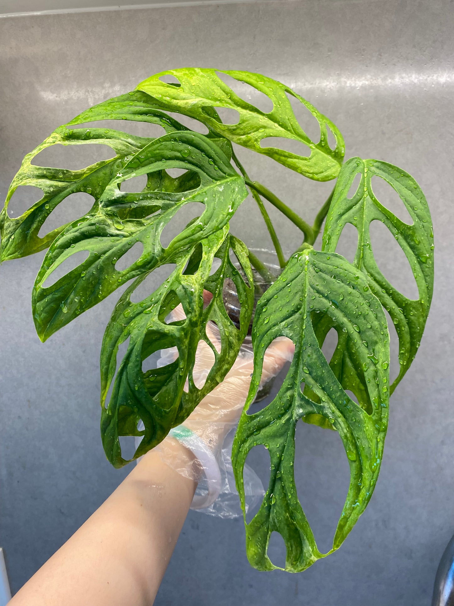 πΏ Monstera adansonii Mint Variegated