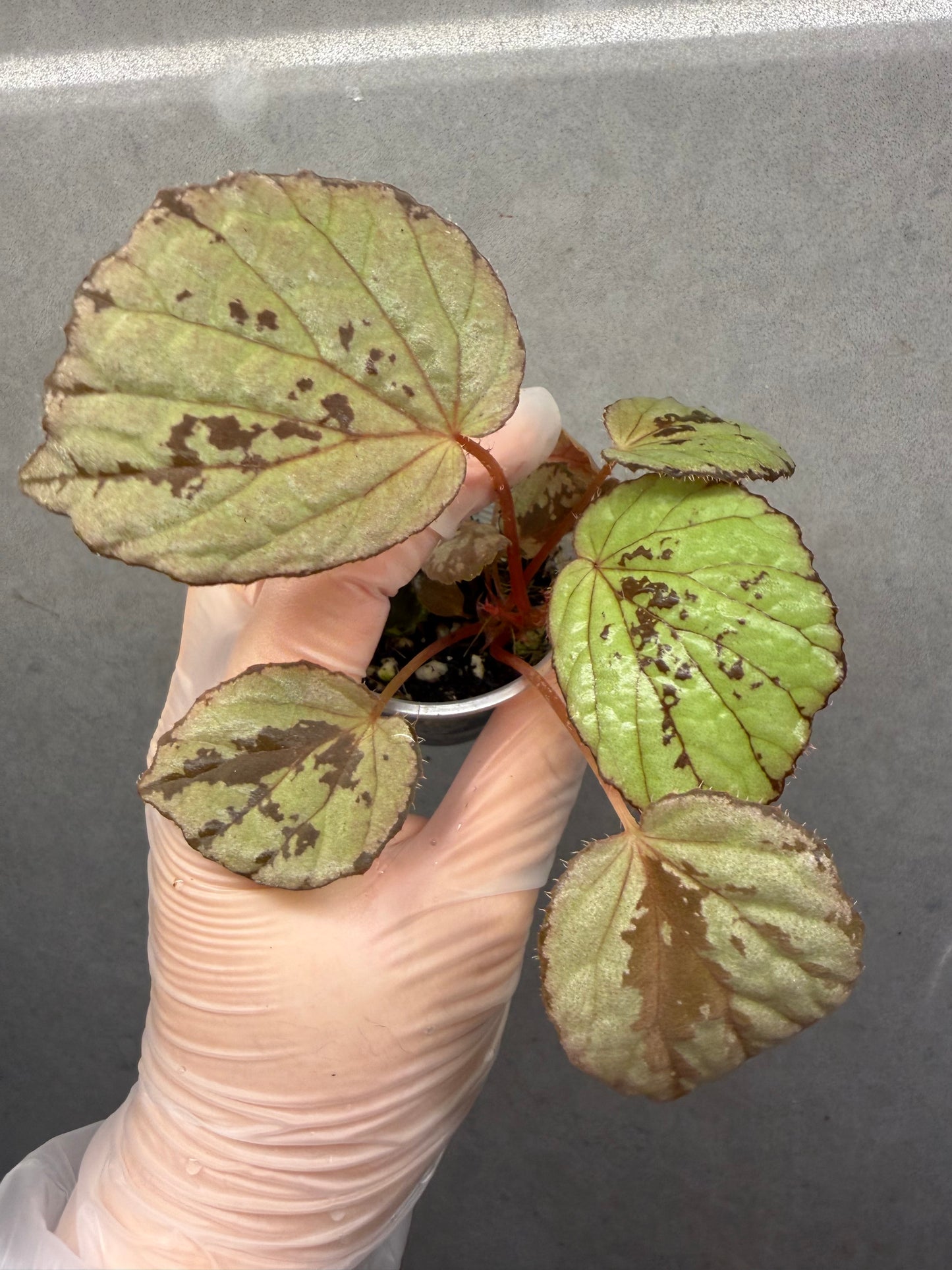 🌿 Begonia aketajawensis (Green)