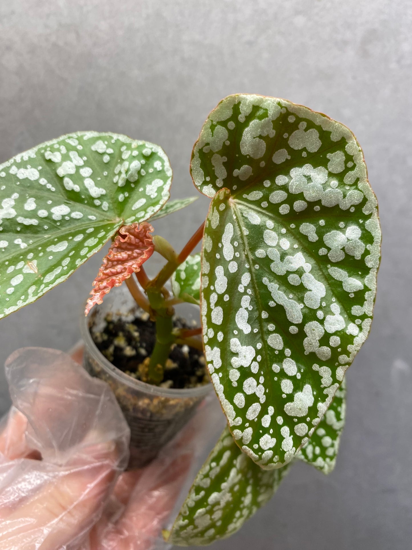 🌿 Begonia 'Snow Cap'