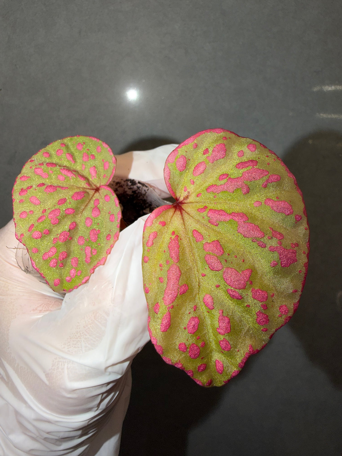 🌸Begonia Roseopunctata
