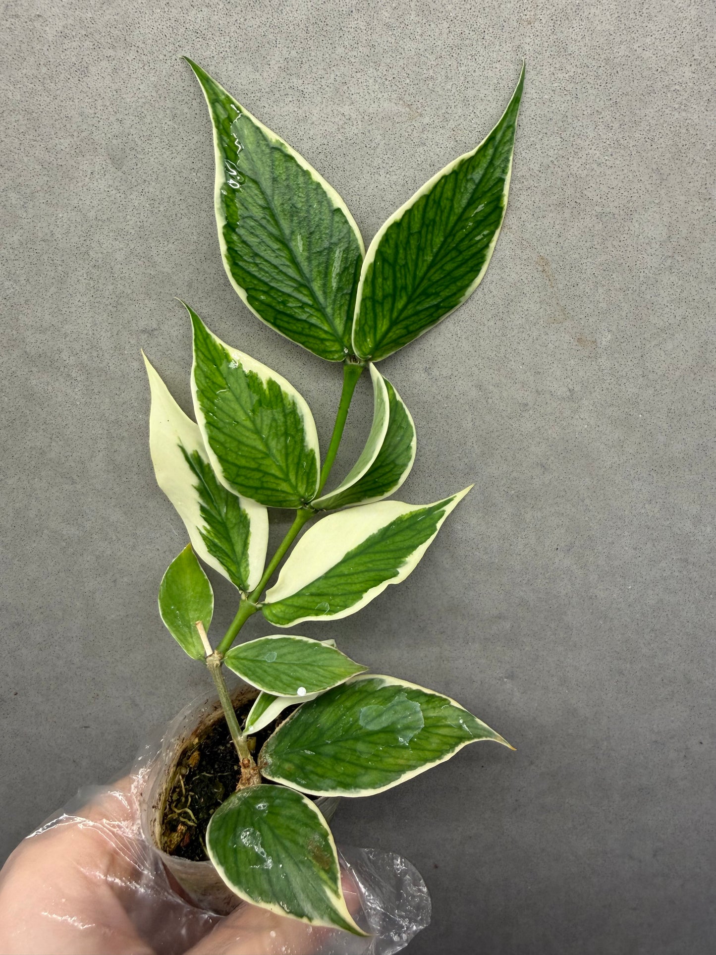 🌿Hoya polyneura albomarginata
