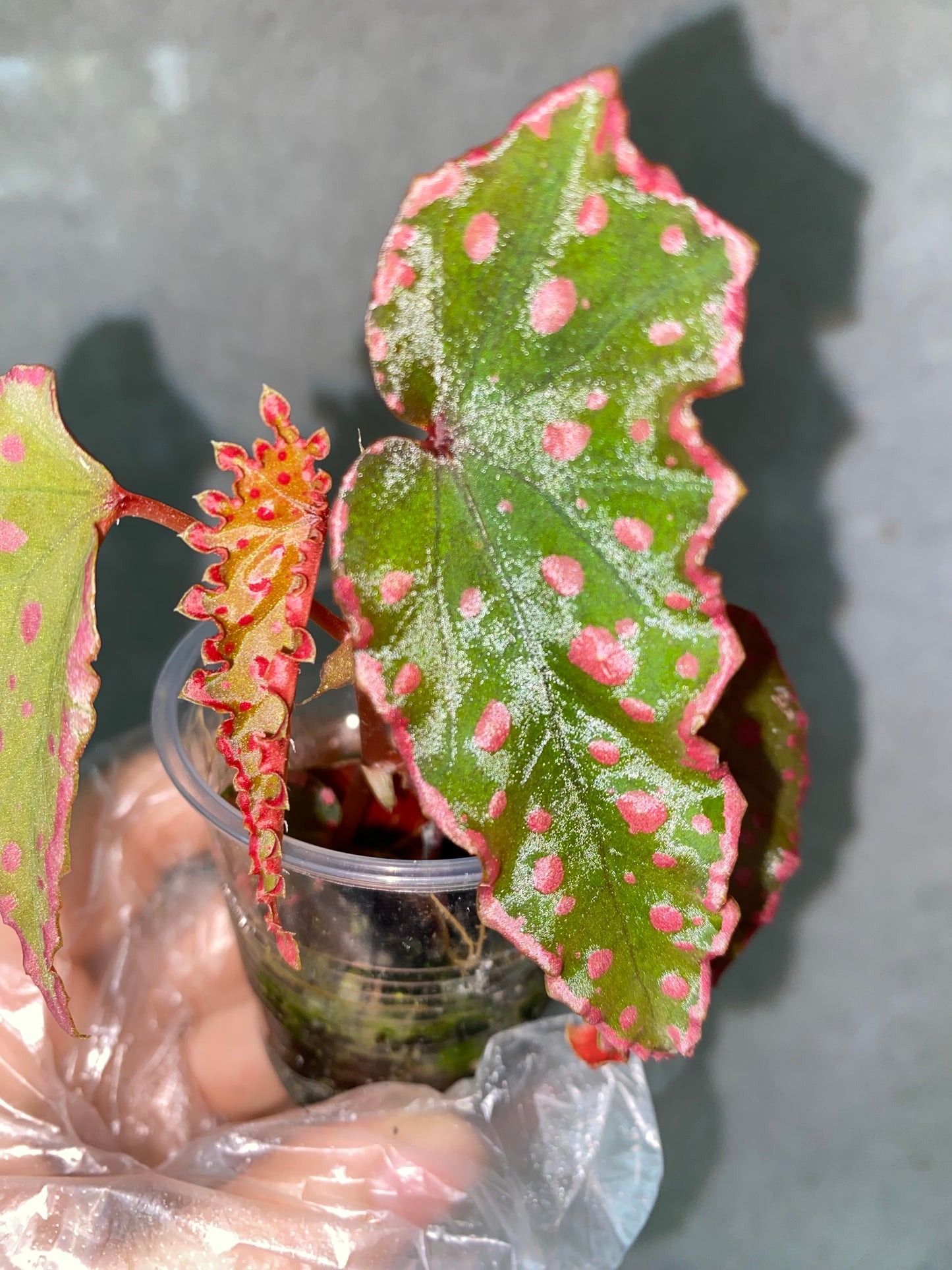 🌿 Begonia Darthvaderiana × Amphioxus