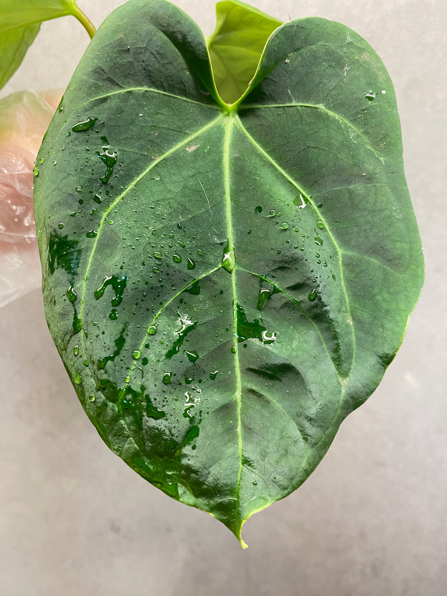 🌿 Anthurium KOS × Papi