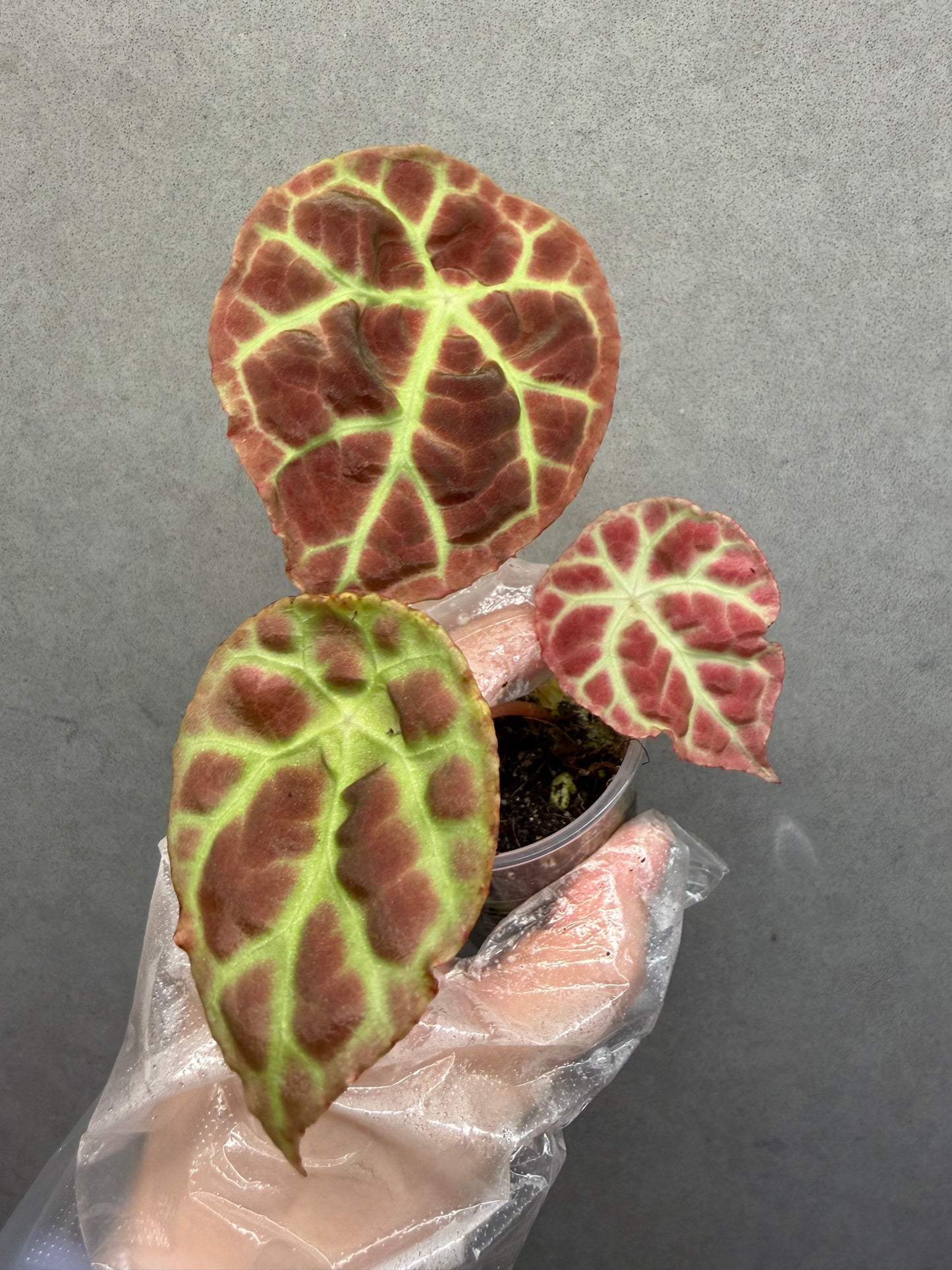 🌿Begonia goegoensis