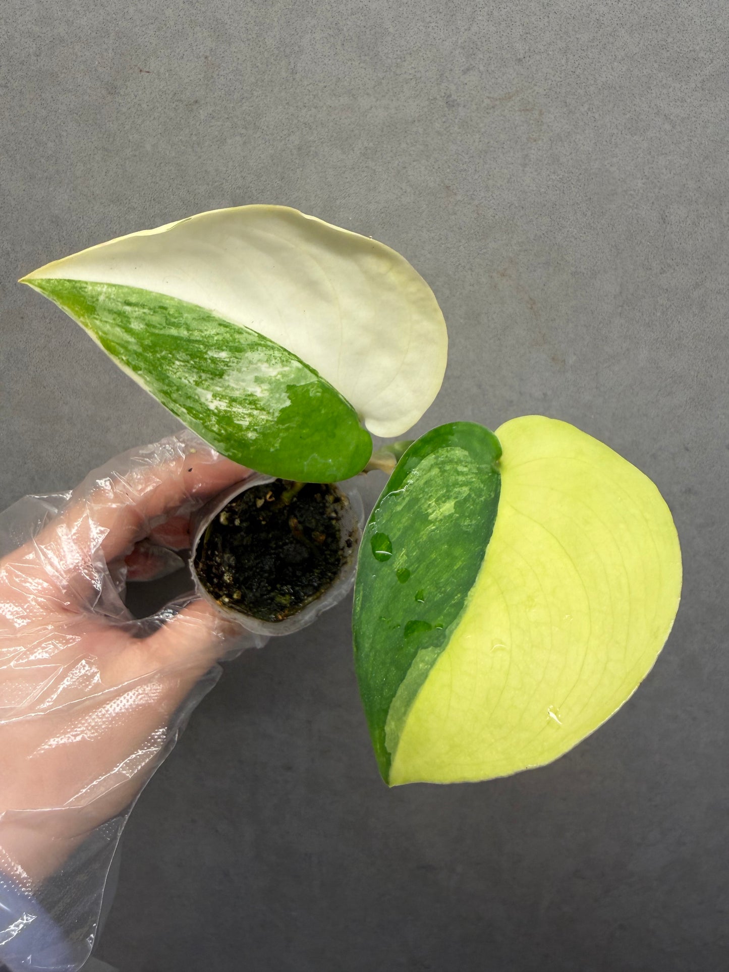 🌿Scindapsus Jade Satin Variegated