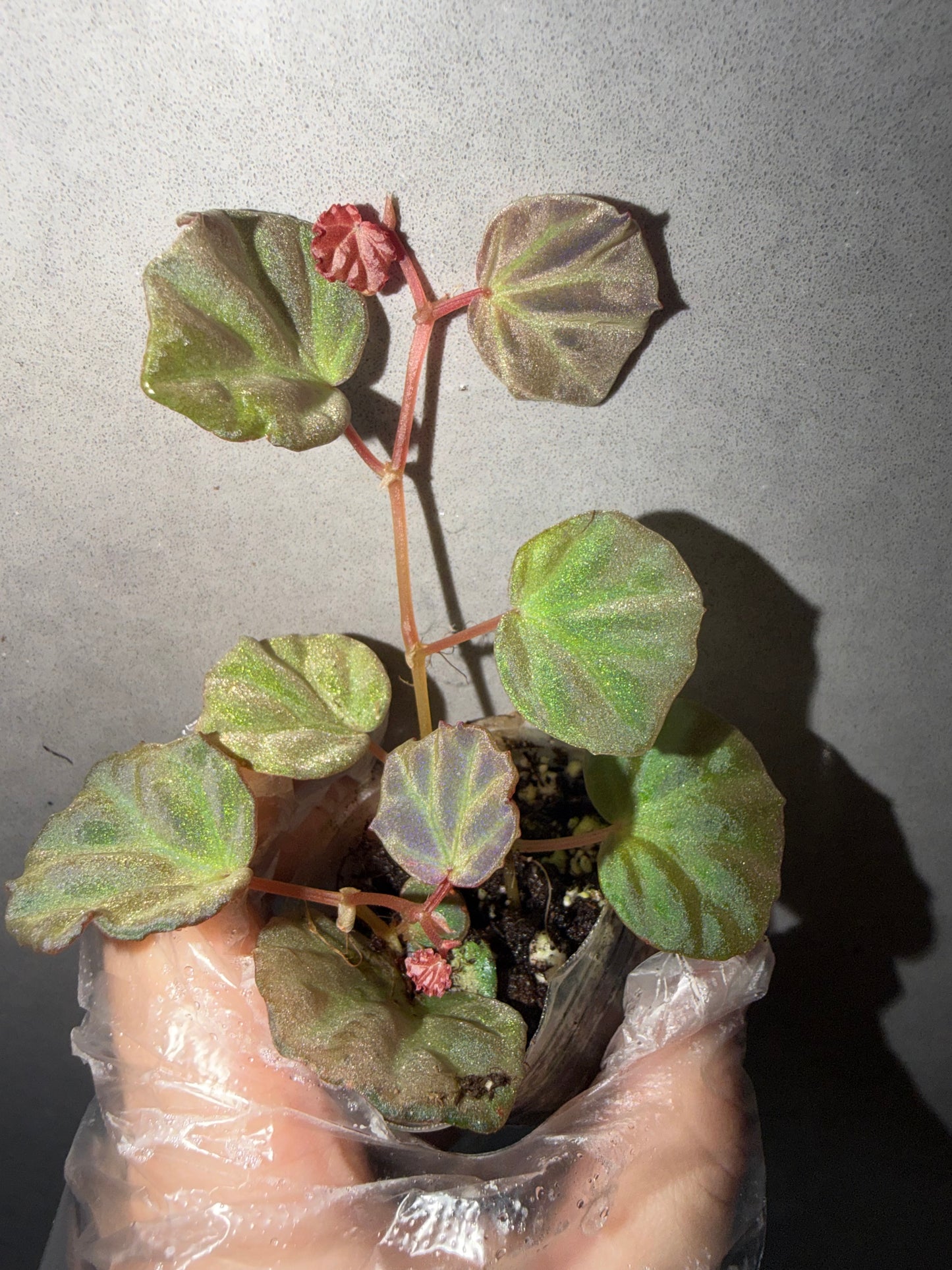 🌿 Begonia sp. Sarawak(two plants)