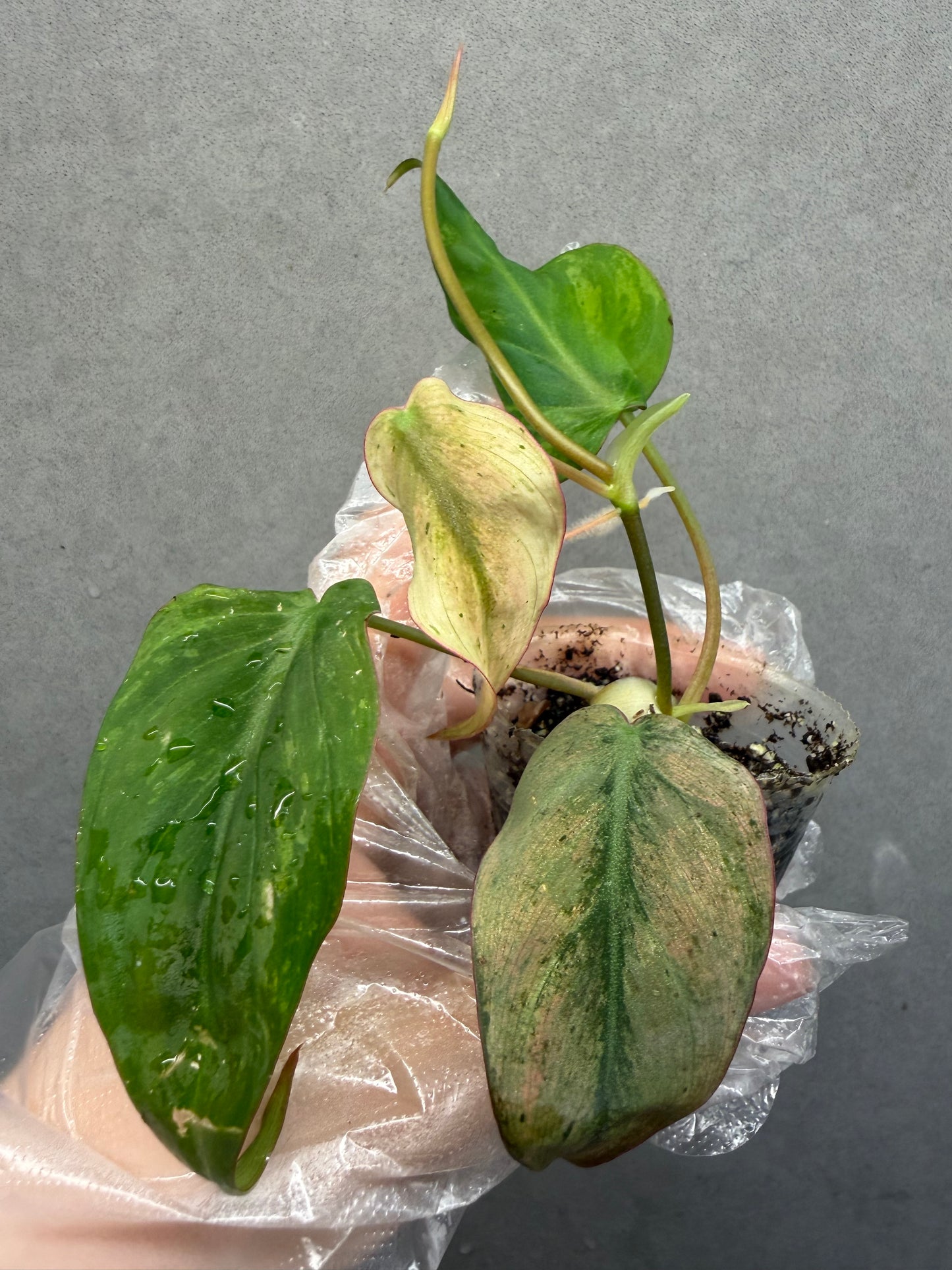 🩷 Philodendron Pink Mint Mican